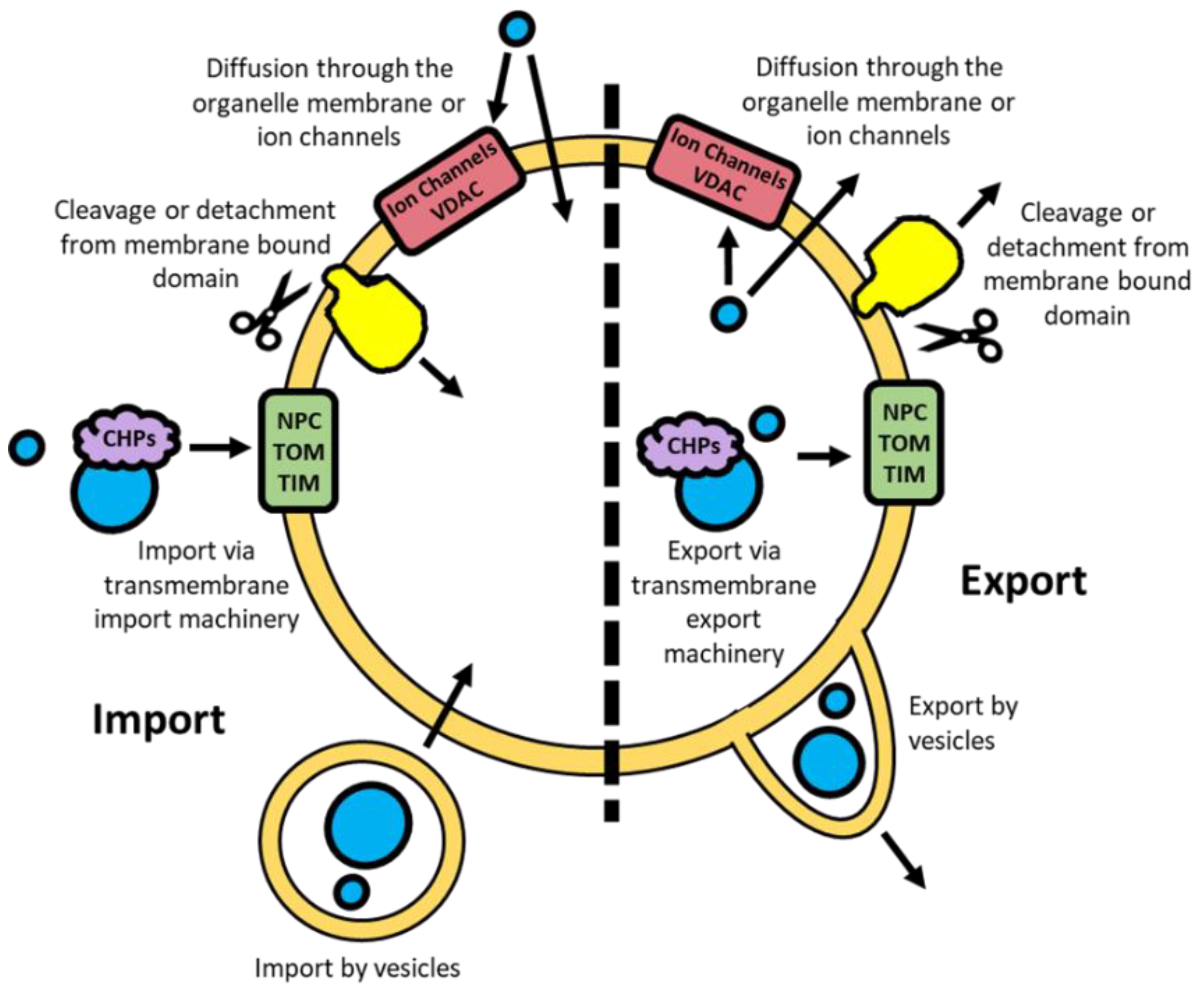 IJMS Free Full Text Transcription Factor Movement And Exercise Induced Mitochondrial