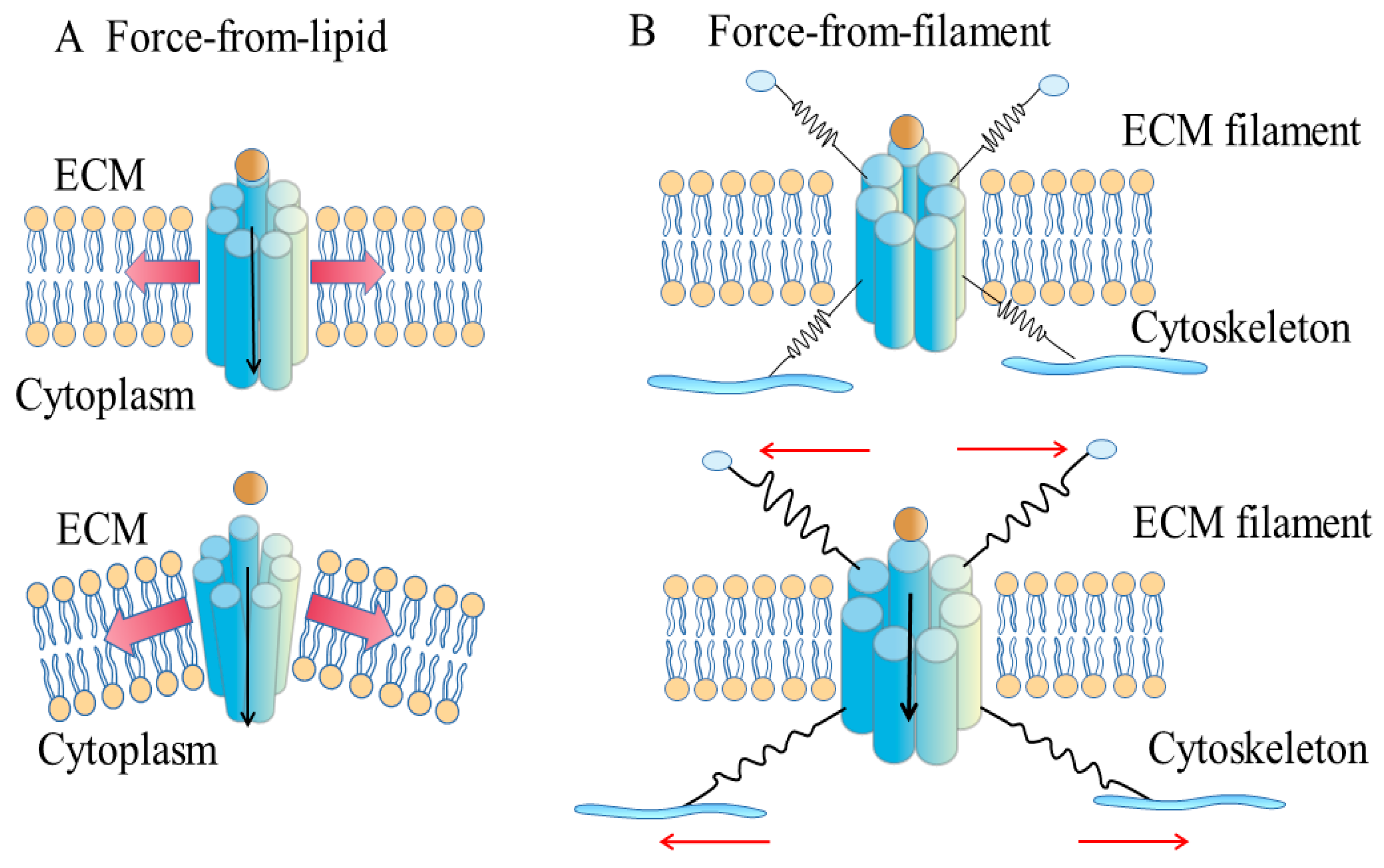 Endothelial pannexin 1 channels control inflammation by regulating  intracellular calcium