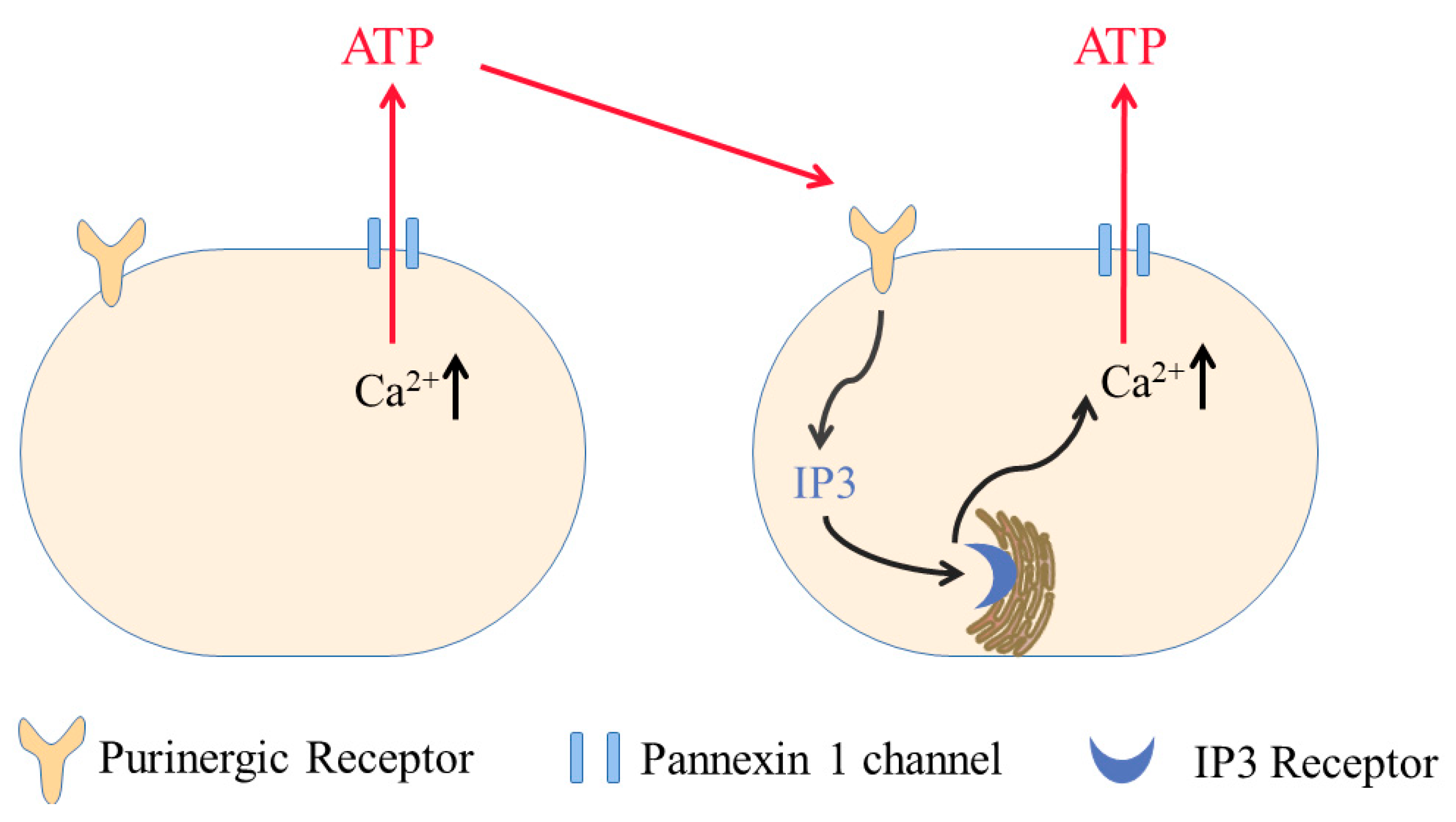 Endothelial pannexin 1 channels control inflammation by regulating  intracellular calcium