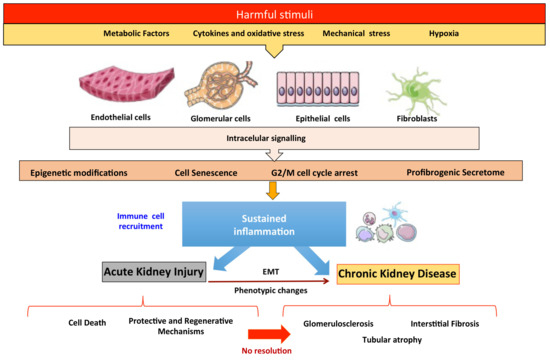 IJMS Free Full Text Molecular Mechanisms of Kidney Injury and