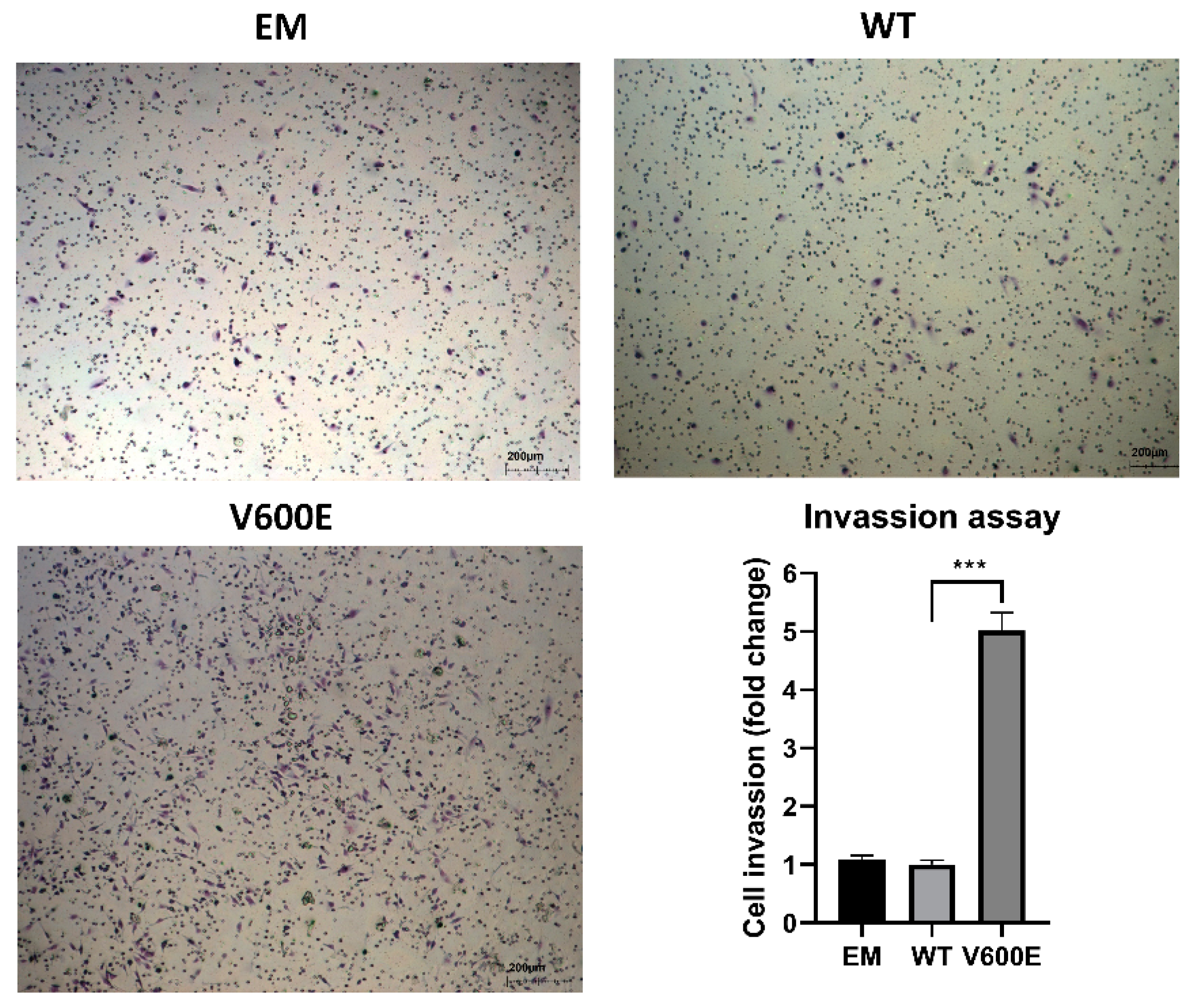 Ijms 23 01548 g005 Ijms 23 01548 g005