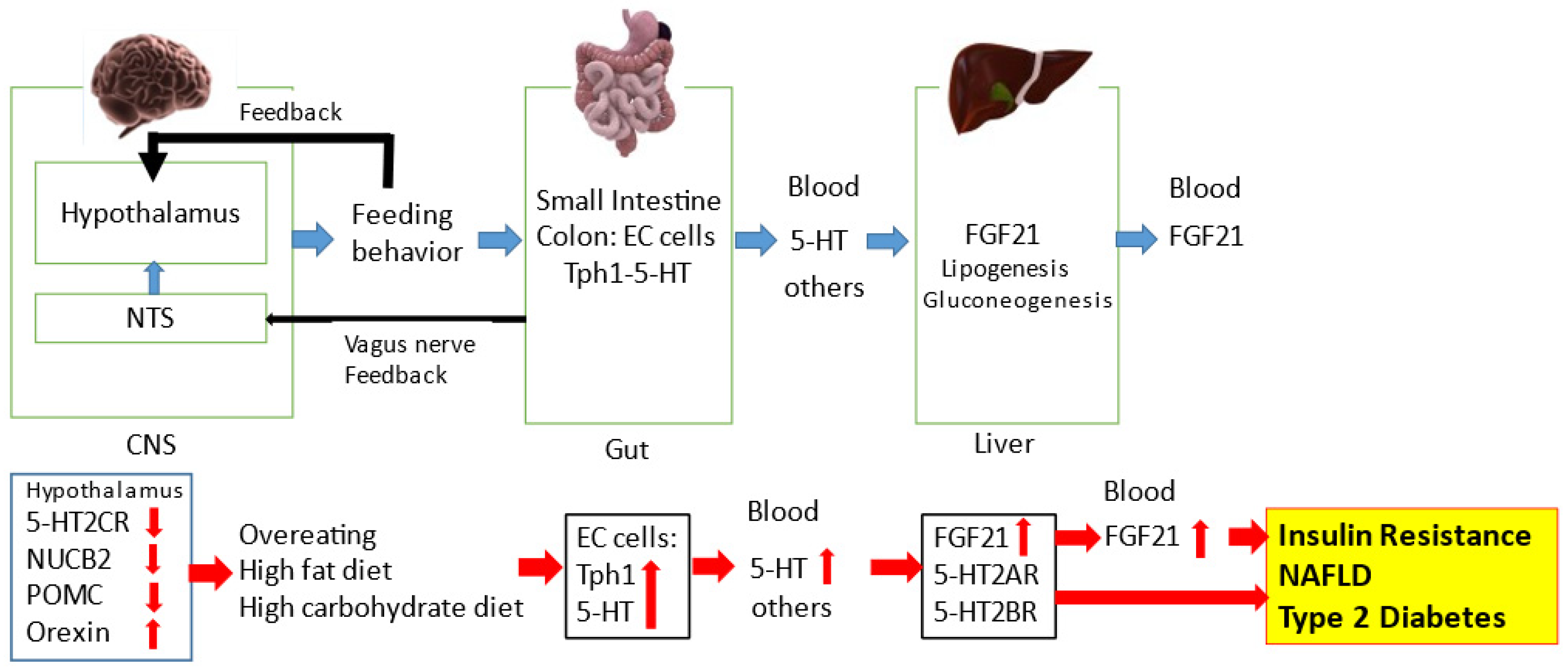 serotonin metabolism