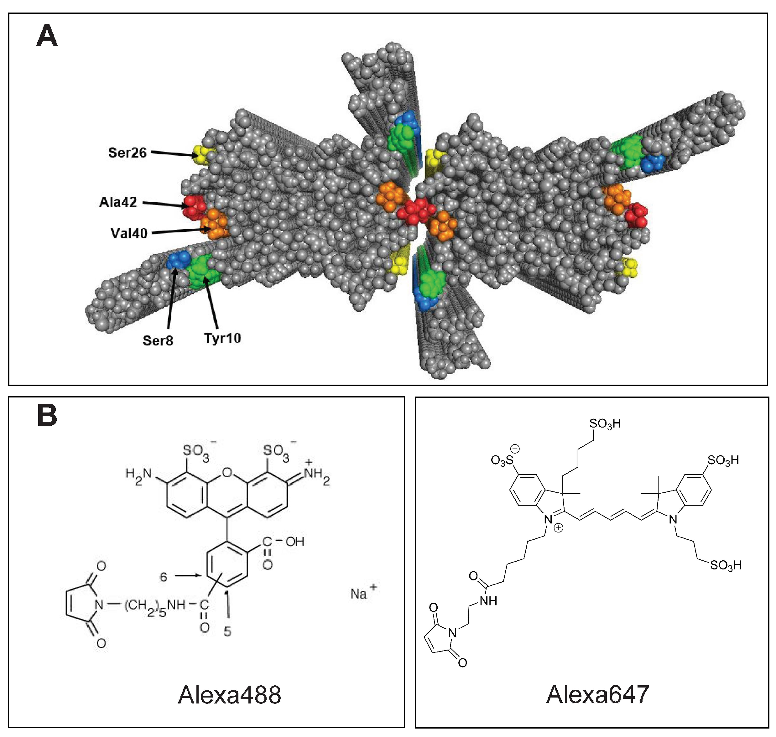 IJMS | Free Full-Text | A Palette of Fluorescent A&beta;42 Peptides  Labelled at a Range of Surface-Exposed Sites