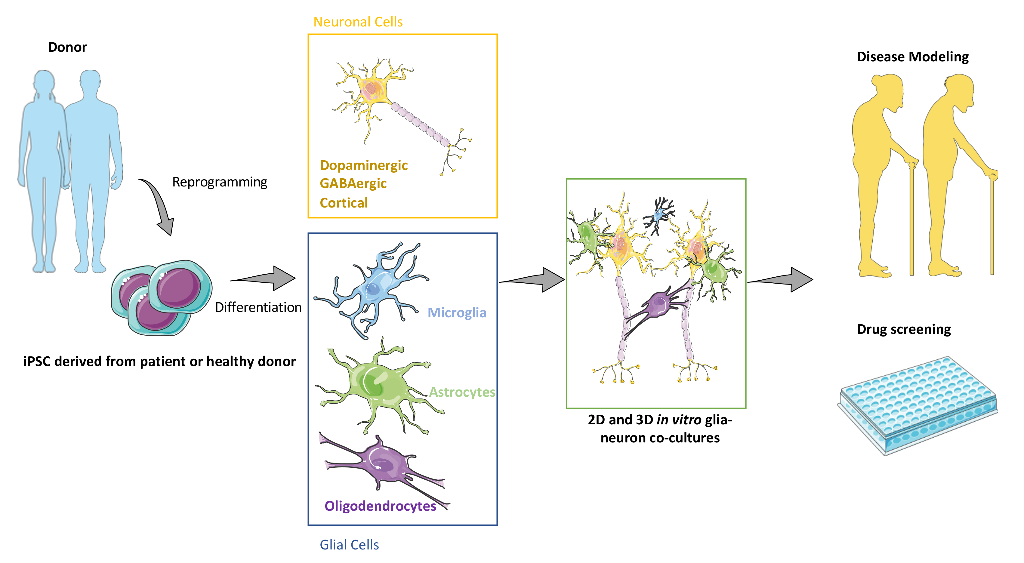 IJMS | Free Full-Text | Modeling and Targeting Neuroglial Interactions with  Human Pluripotent Stem Cell Models | HTML