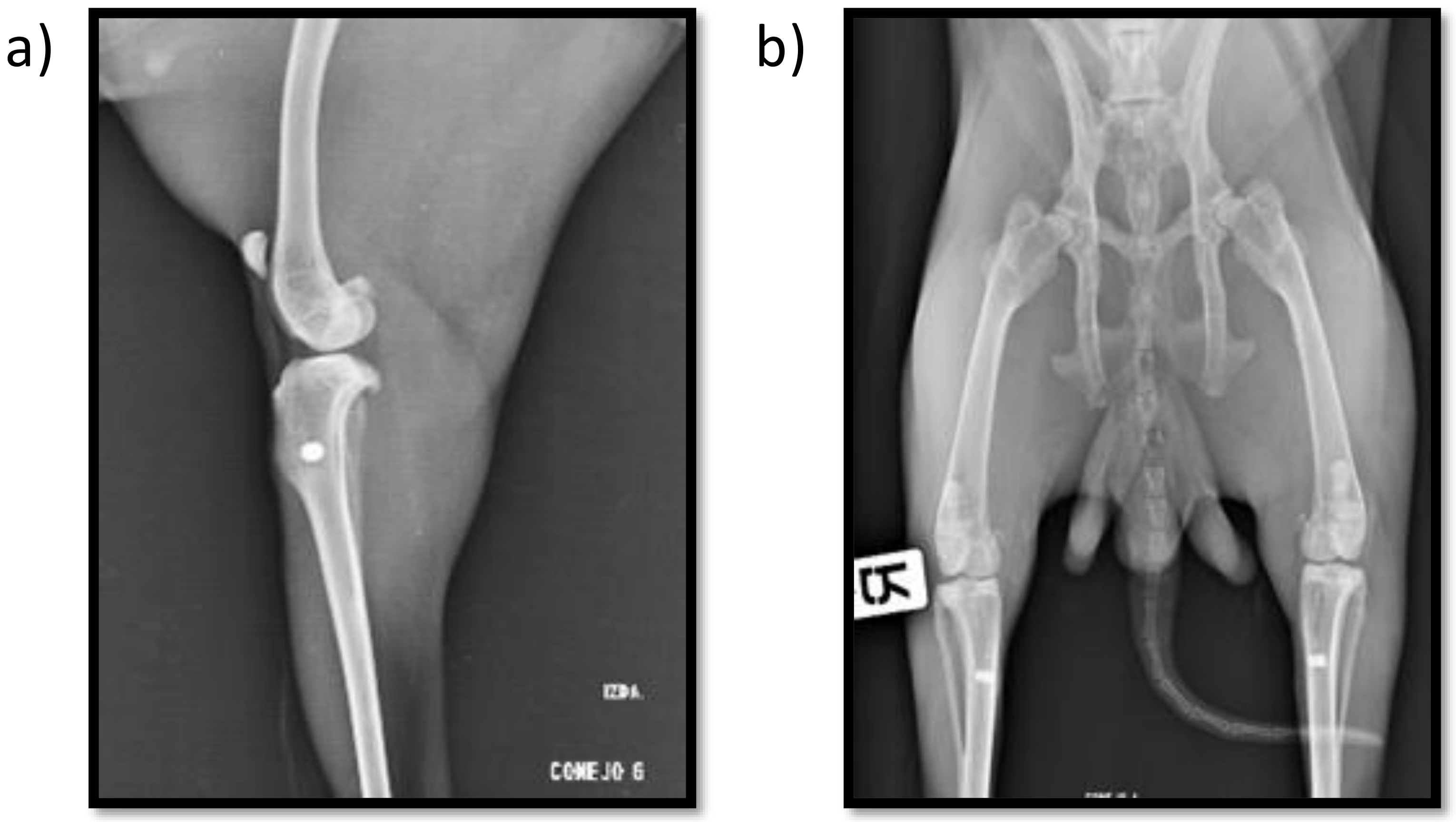 Beagle Orthopaedic on X: Patellar control in a highly supportive