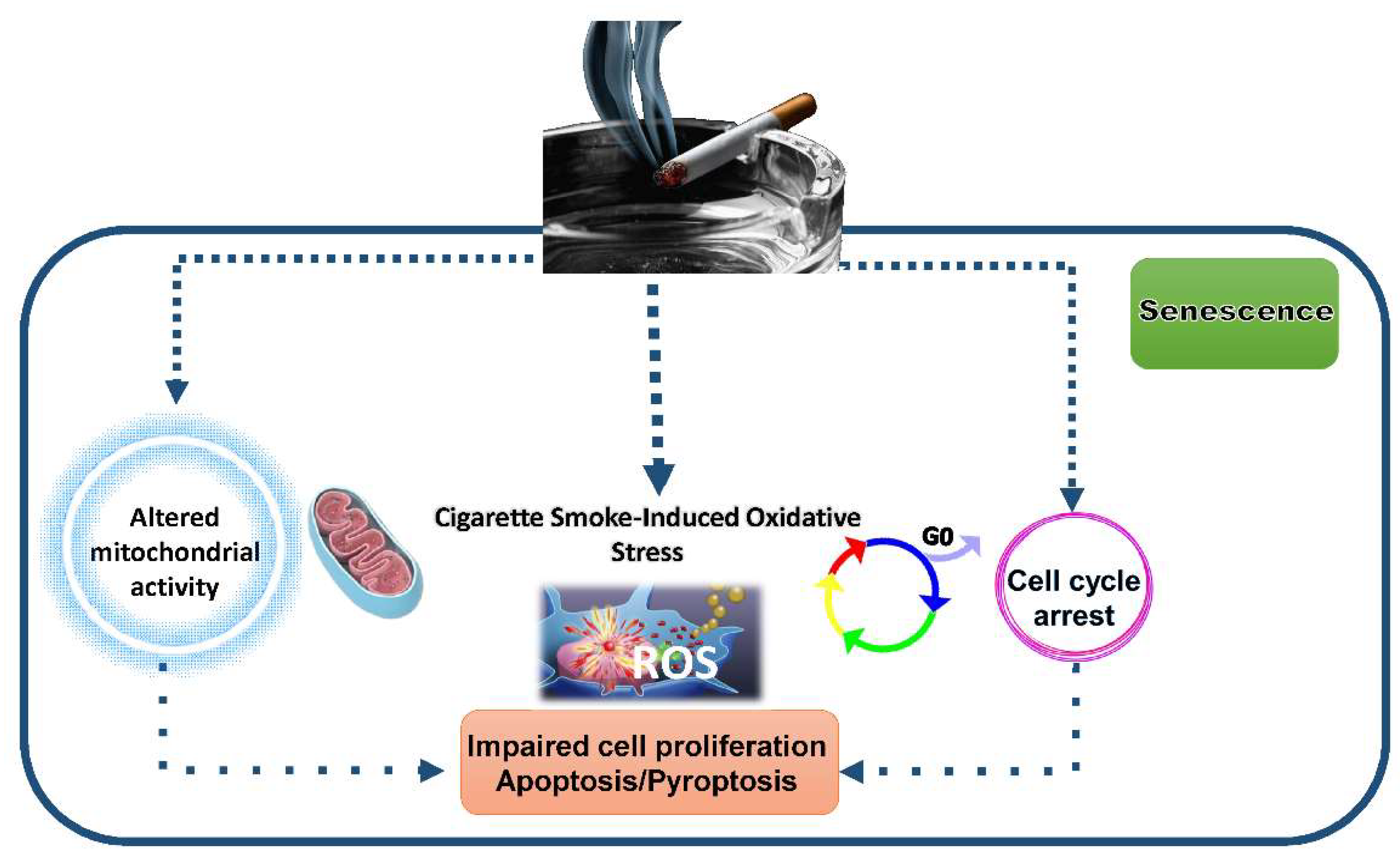 Ijms 23 01770 g004 Ijms 23 01770 g004
