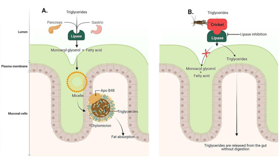 IJMS | Free Full-Text | Road to The Red Carpet of Edible Crickets