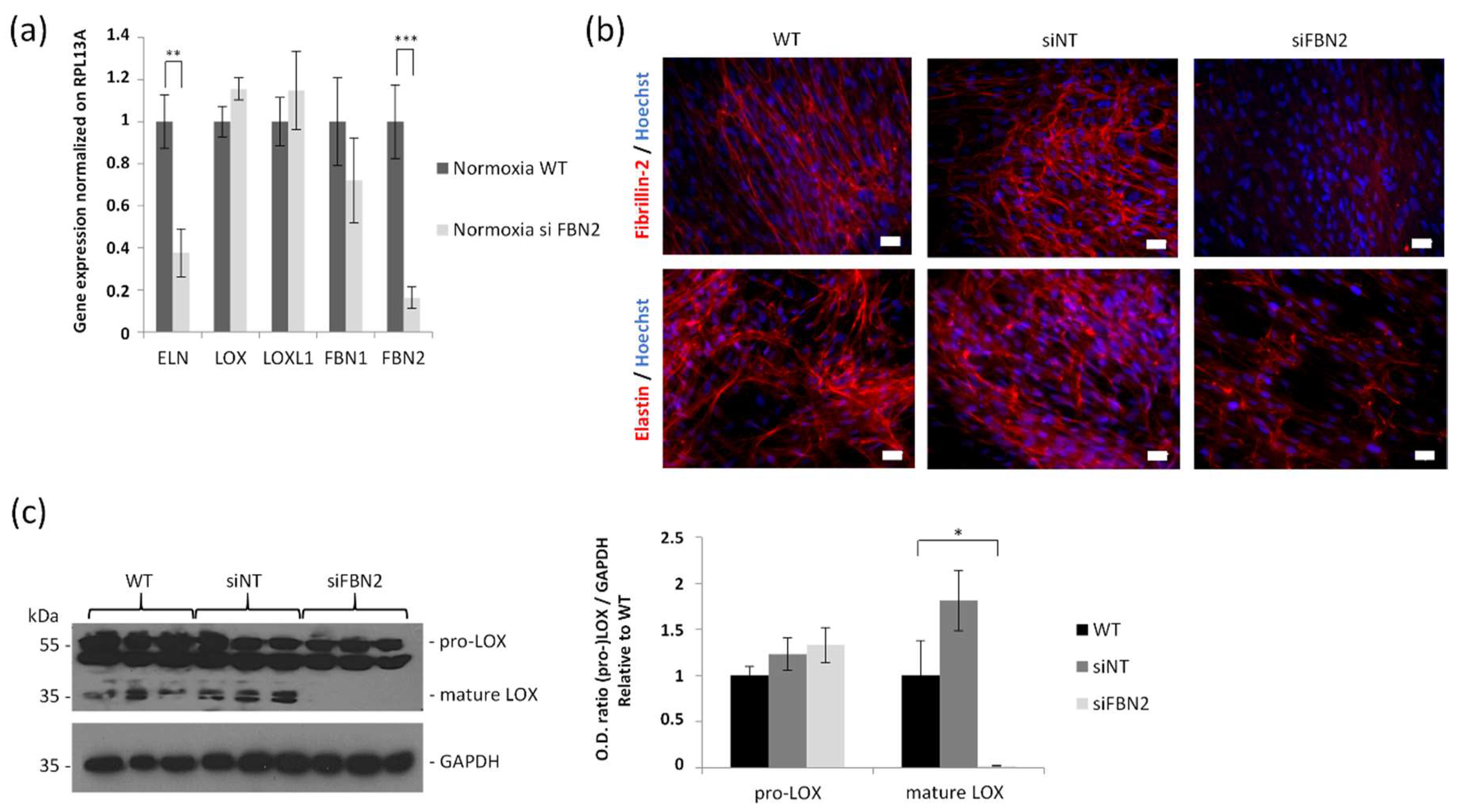 Ijms 23 01824 g005 Ijms 23 01824 g005