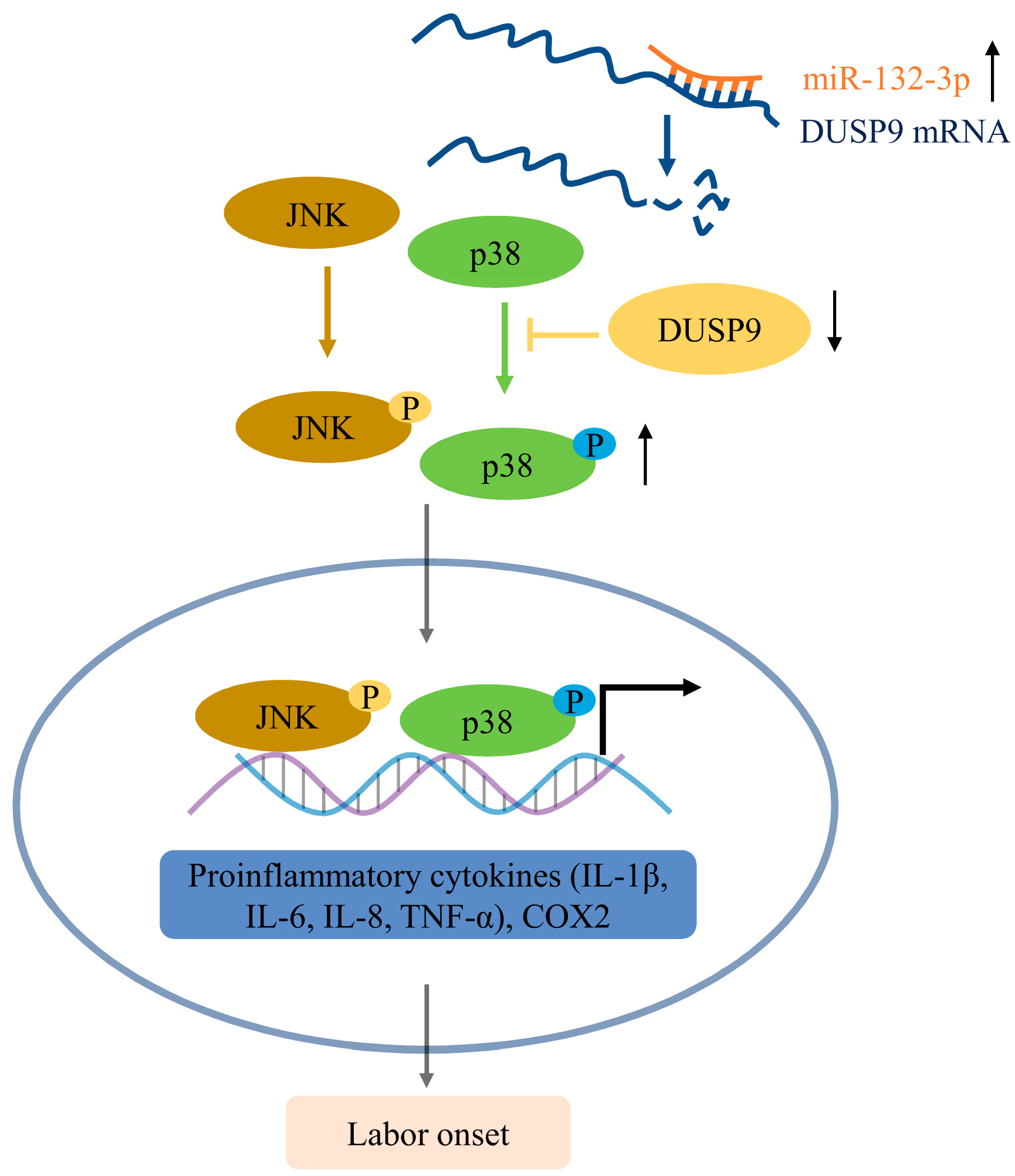 Ijms 23 01864 g008 Ijms 23 01864 g008