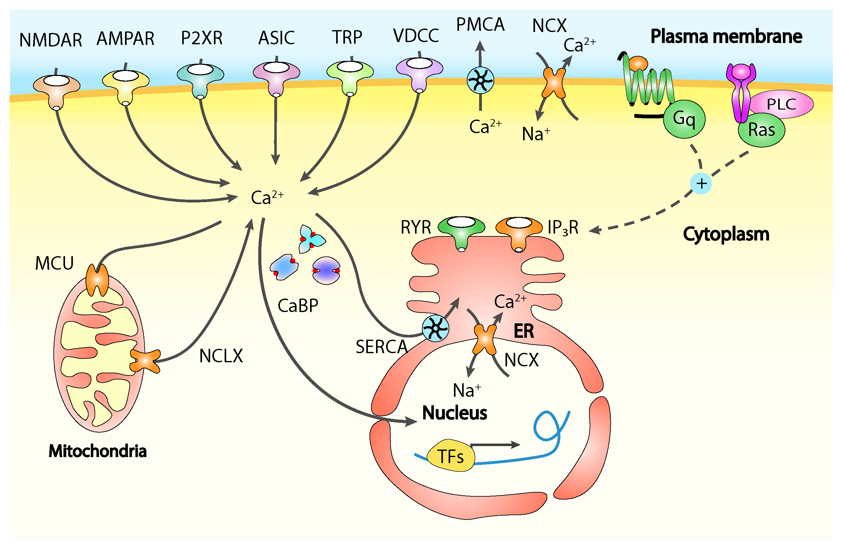 IJMS | Free Full-Text | Calcium Signalling in Breast Cancer 