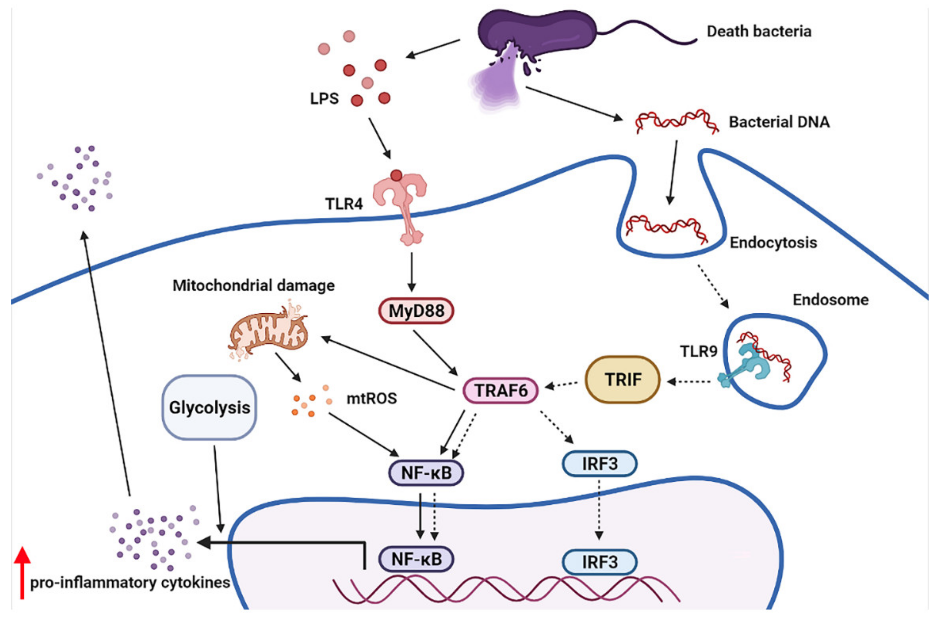 Ijms 23 01907 g010 Ijms 23 01907 g010
