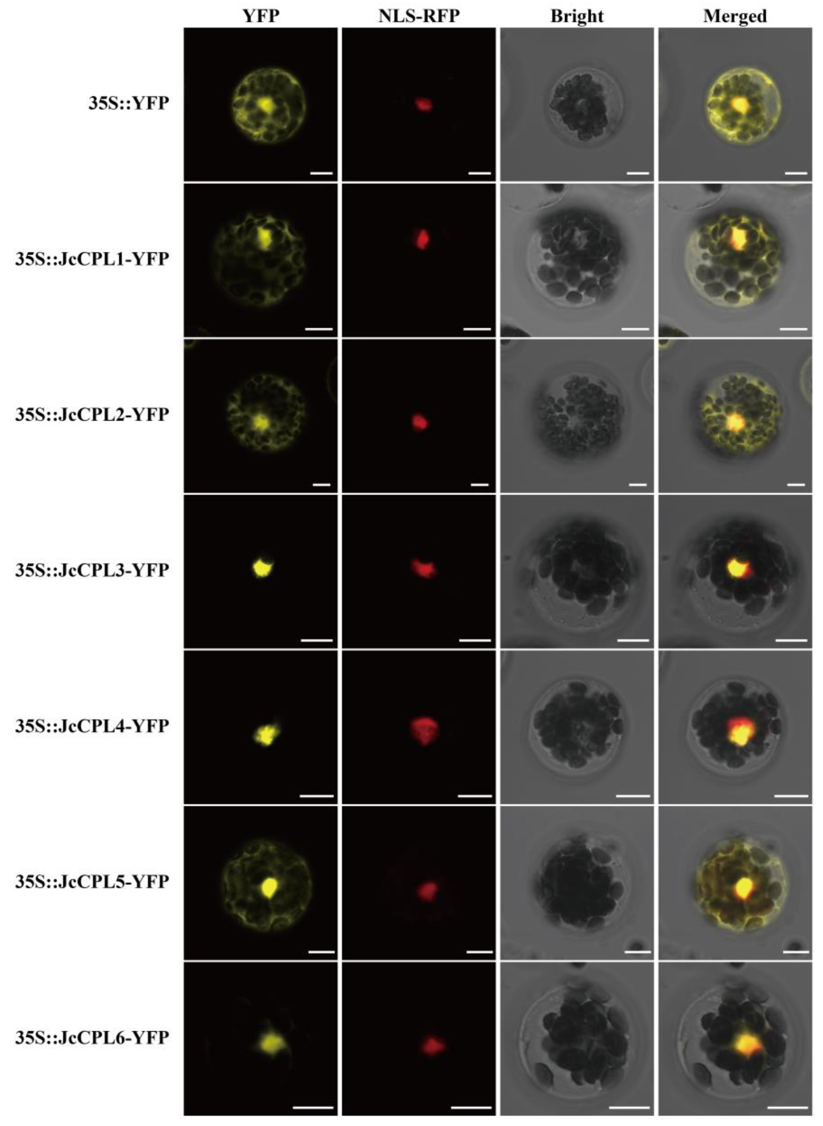 Ijms 23 01924 g003