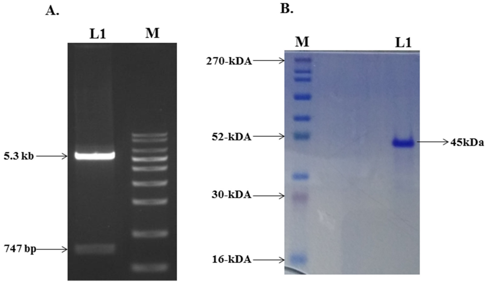 Ijms 23 01950 g002 Ijms 23 01950 g002