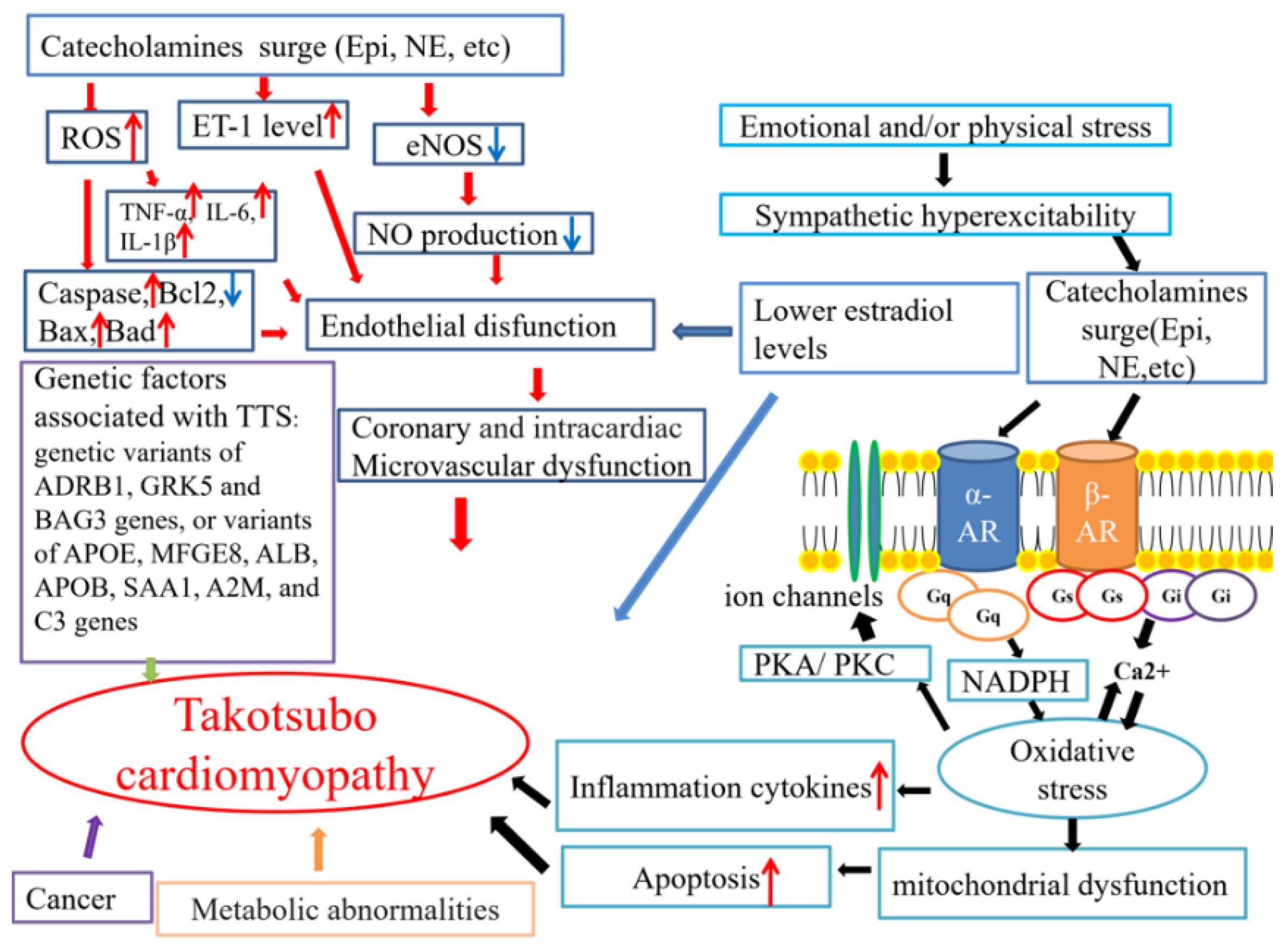 IJMS | Free Full-Text | Takotsubo Syndrome: Translational Implications and  Pathomechanisms | HTML