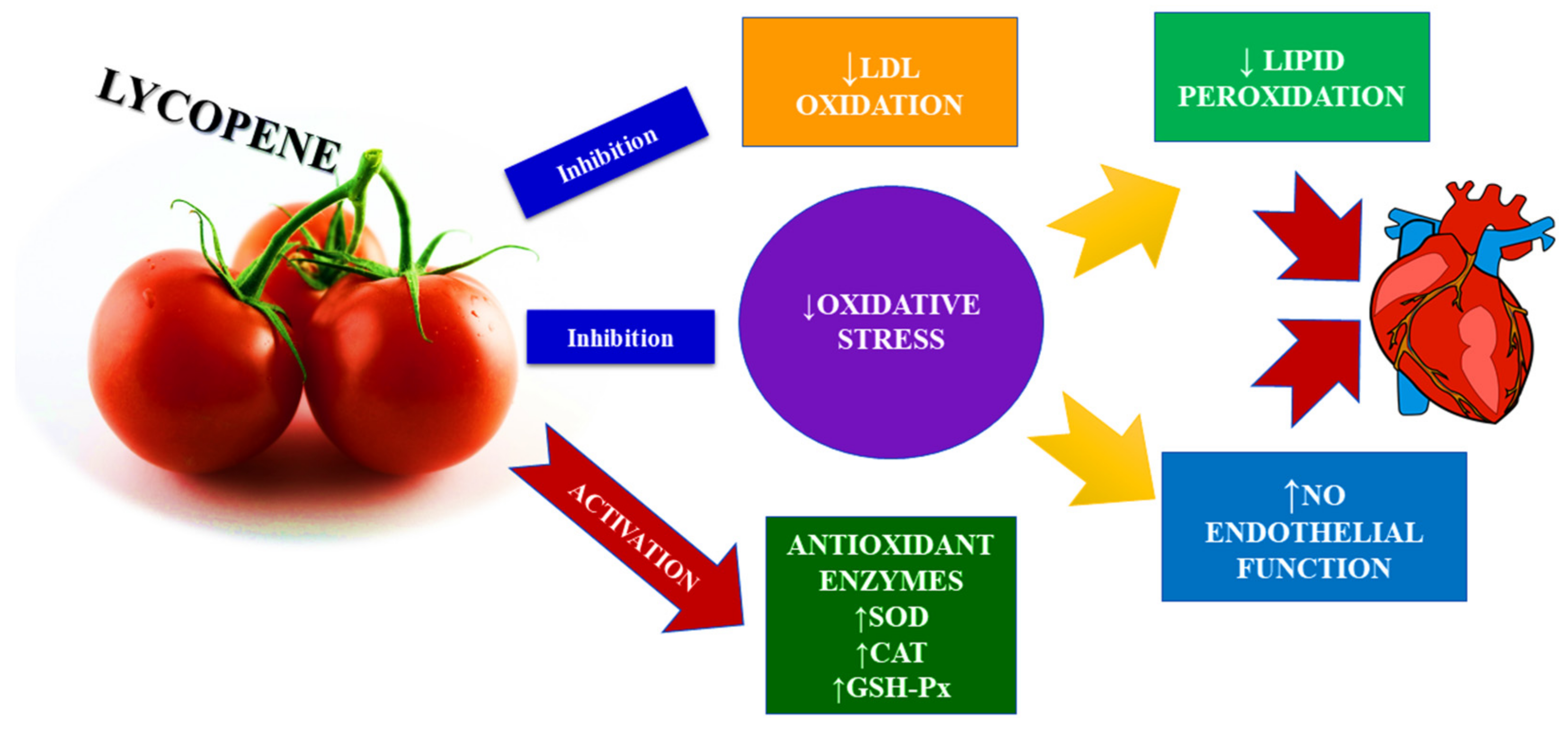 IJMS Free FullText Lycopene in the Prevention of Cardiovascular