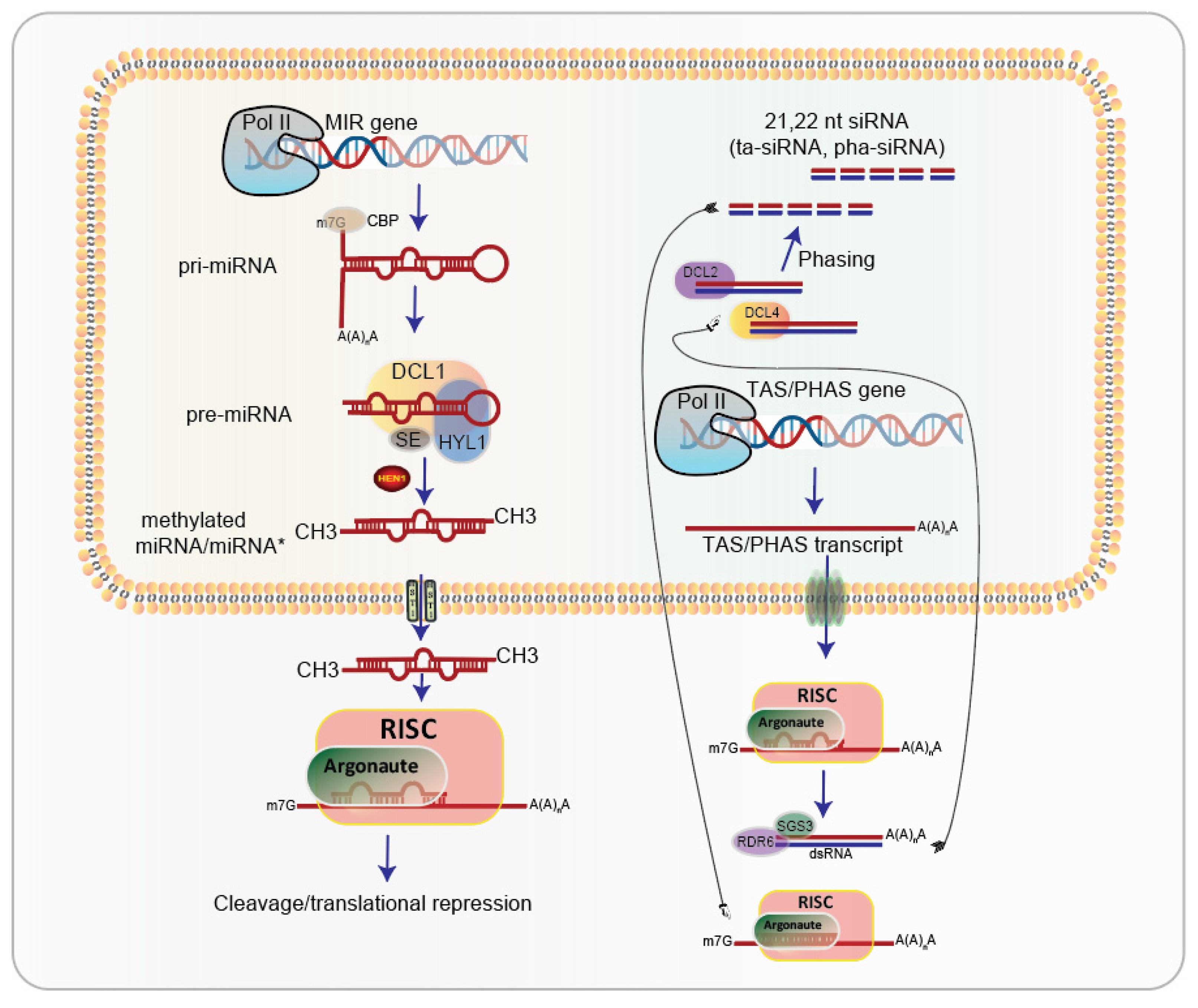 IJMS Free Full Text Big Role of Small RNAs in Female