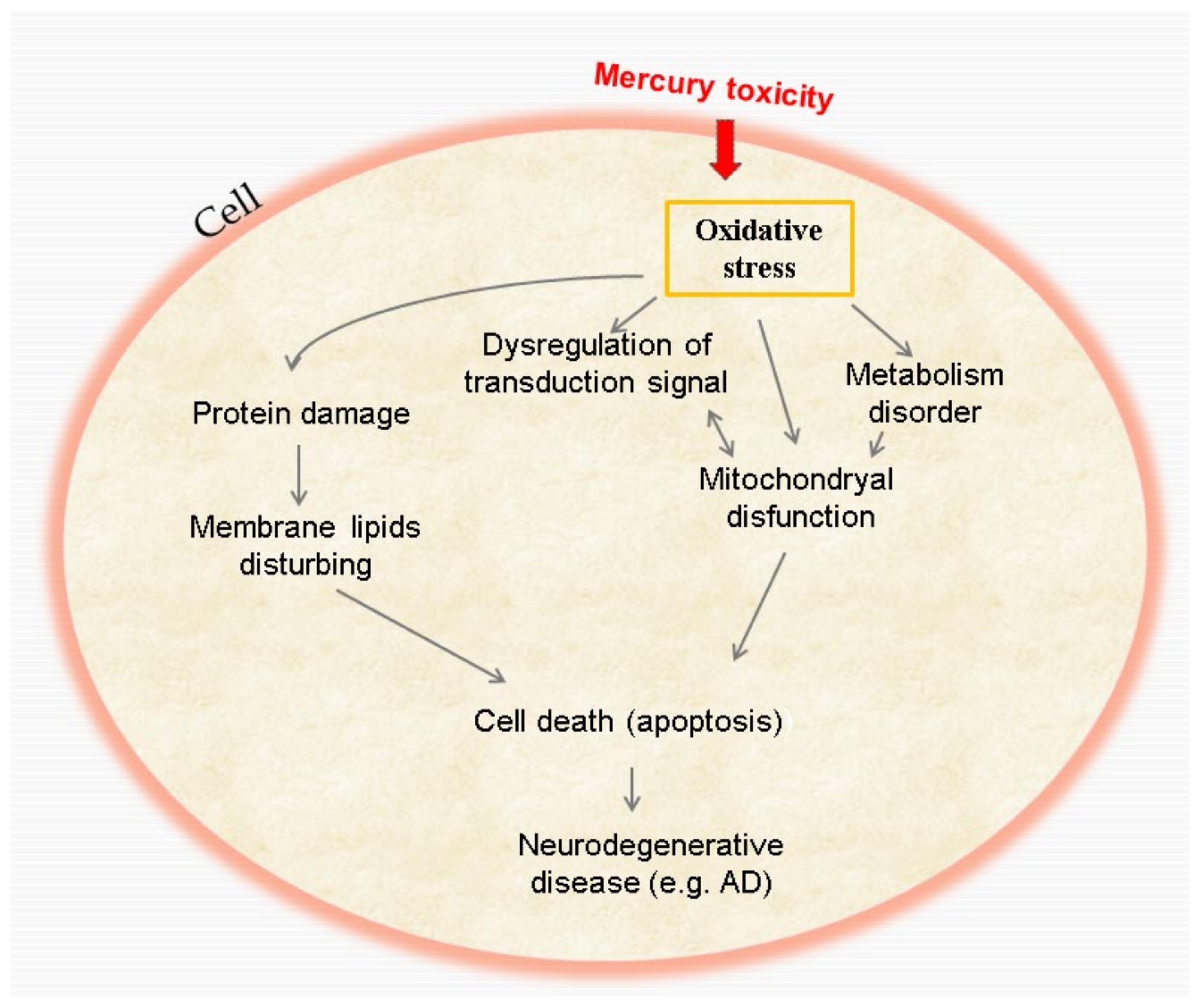 IJMS | Free Full-Text | Comprehensive Review Regarding Mercury Poisoning  and Its Complex Involvement in Alzheimer&rsquo;s Disease | HTML
