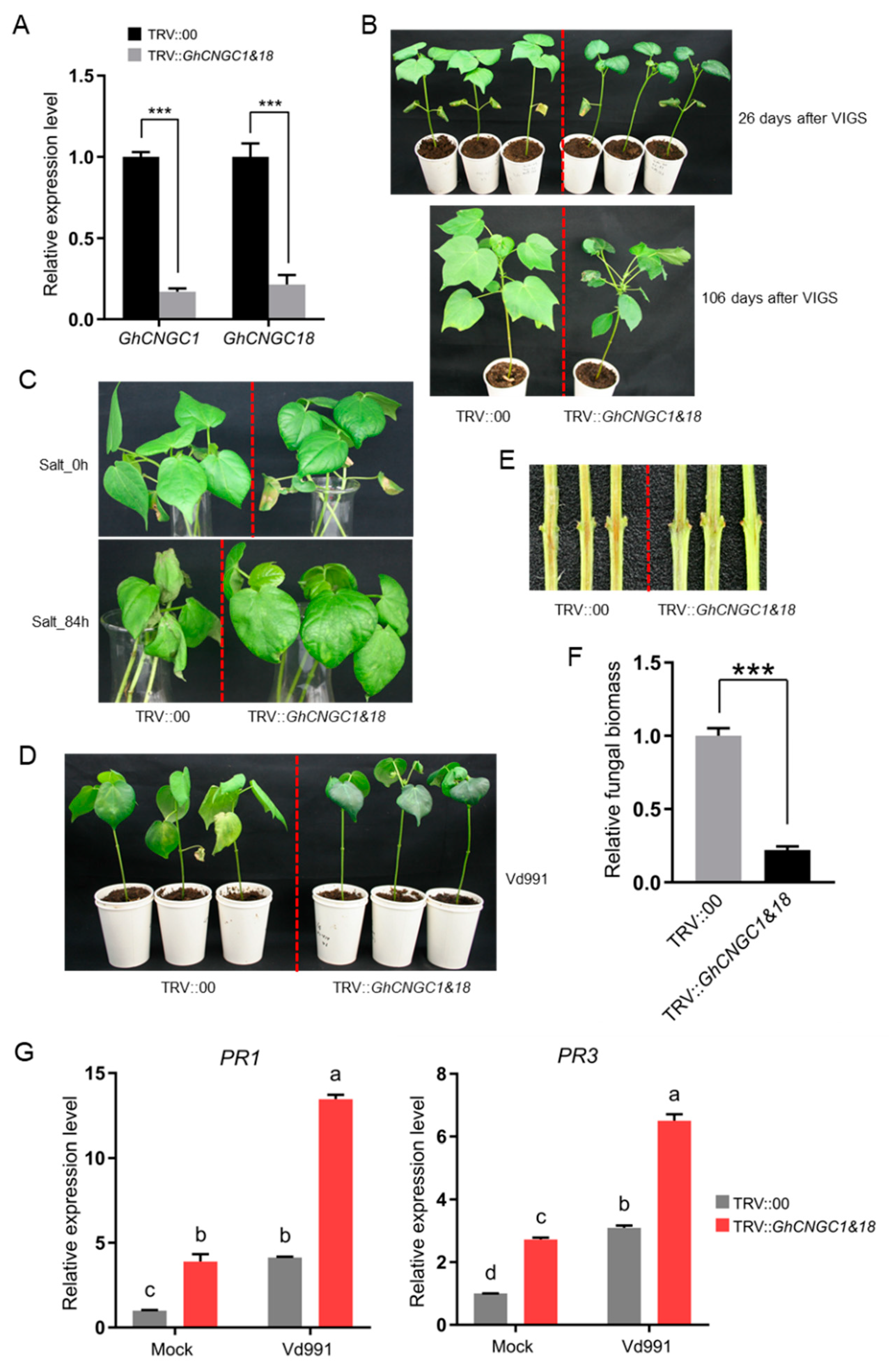 Ijms 23 02041 g010 Ijms 23 02041 g010