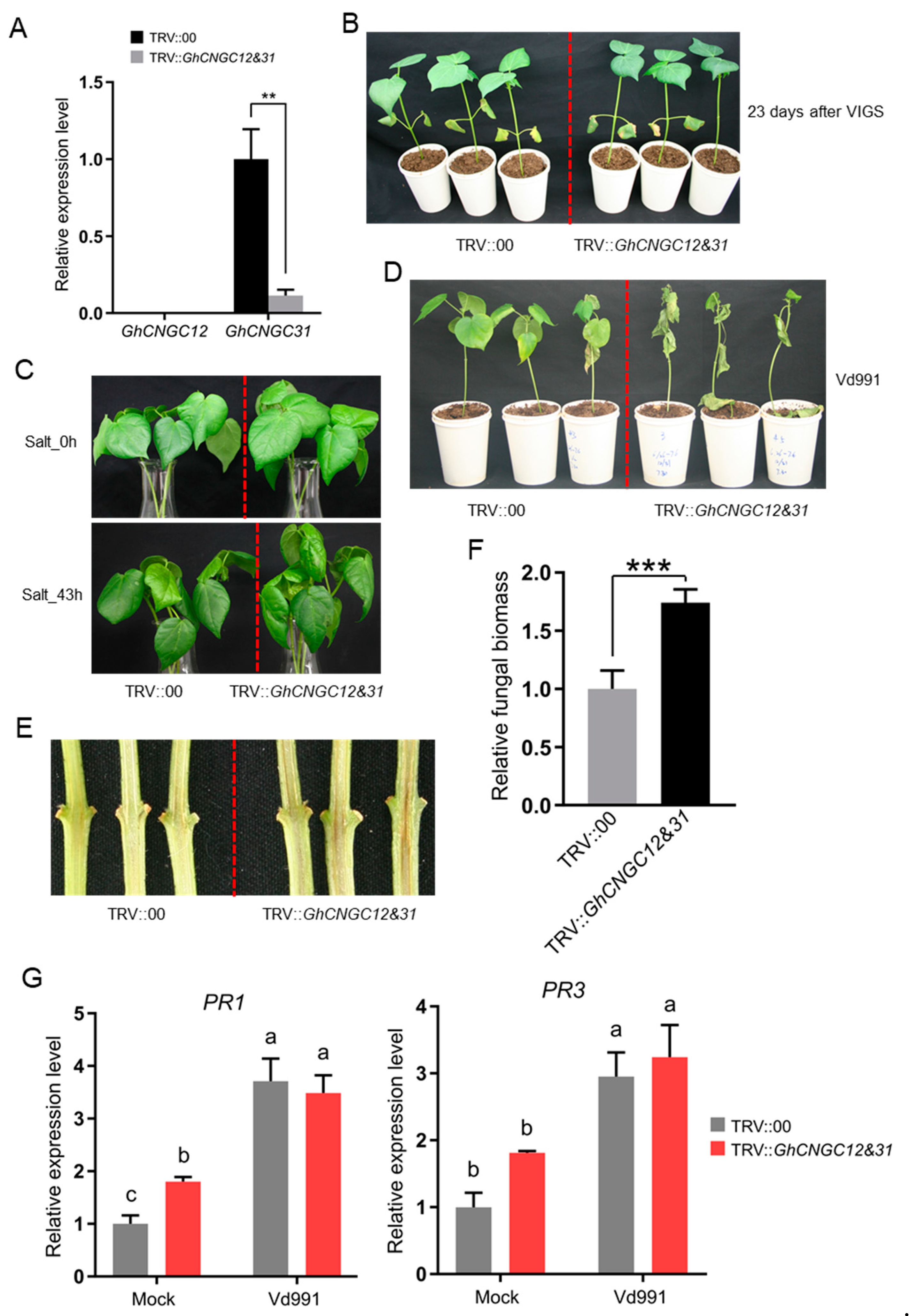 Ijms 23 02041 g011 Ijms 23 02041 g011