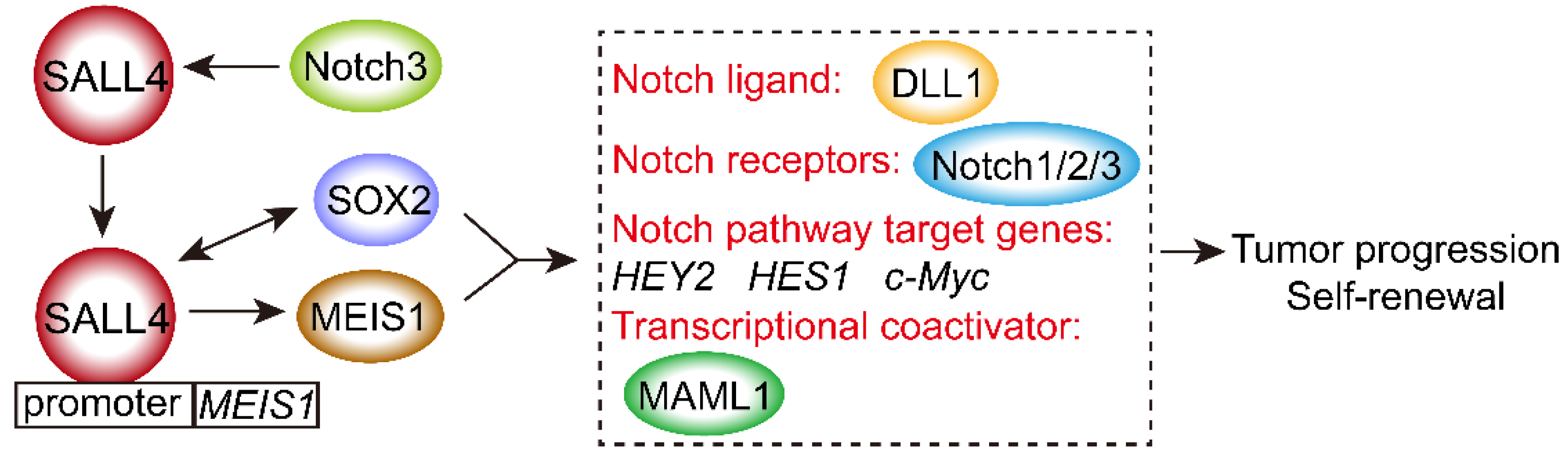 Ijms 23 02053 g003 Ijms 23 02053 g003