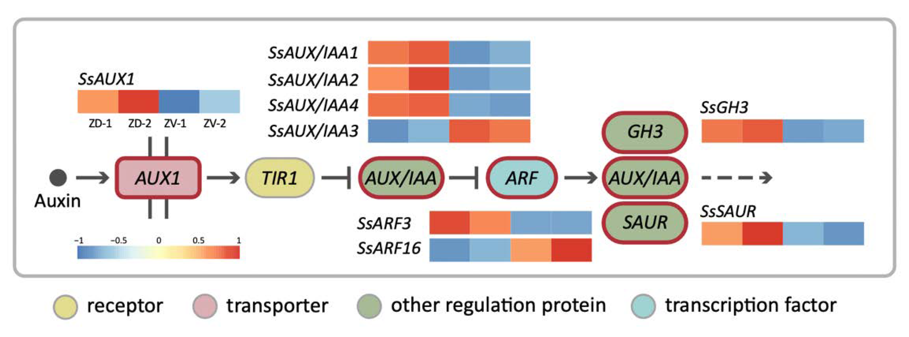 Ijms 23 02073 g004 Ijms 23 02073 g004