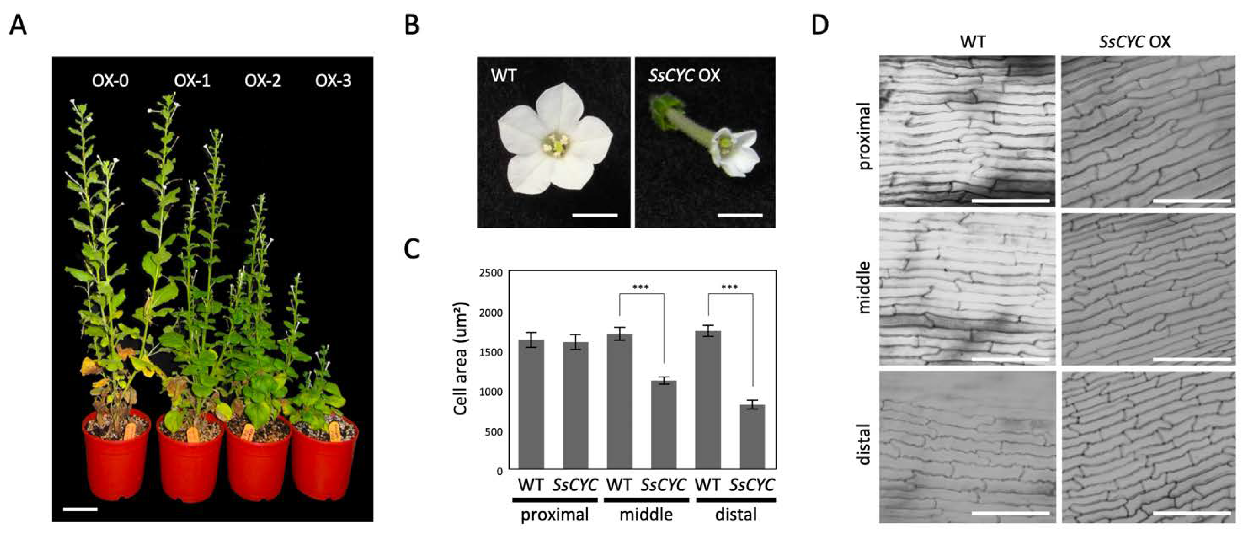 Ijms 23 02073 g007 Ijms 23 02073 g007