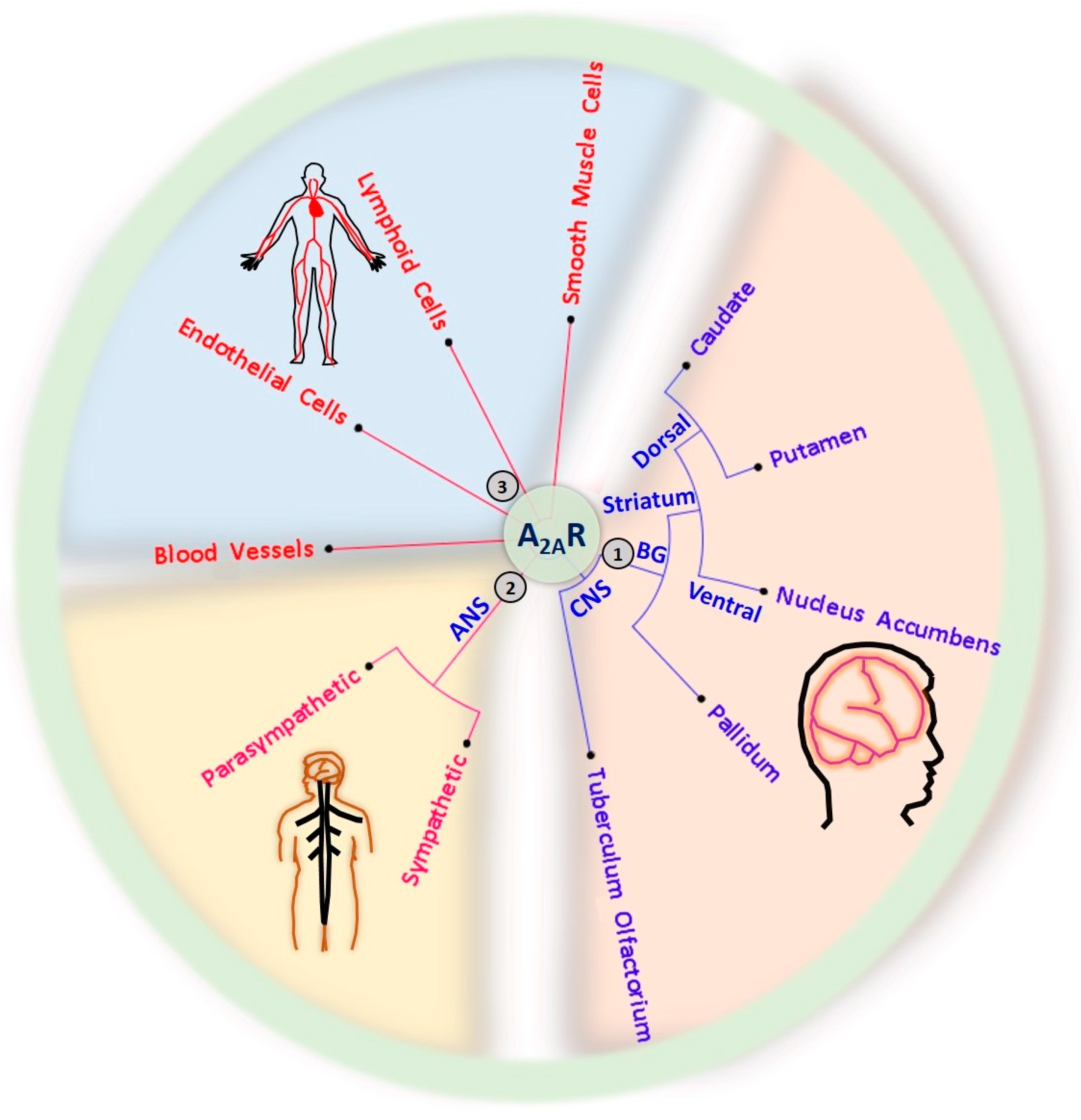 Ijms 23 02101 g002 Ijms 23 02101 g002