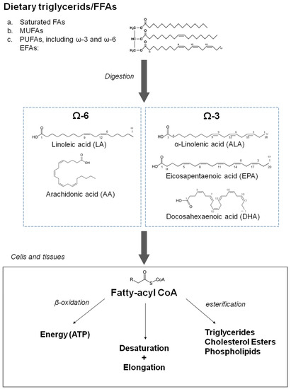 omega 3 polyunsaturated fatty acids ethyl esters 1000 mg