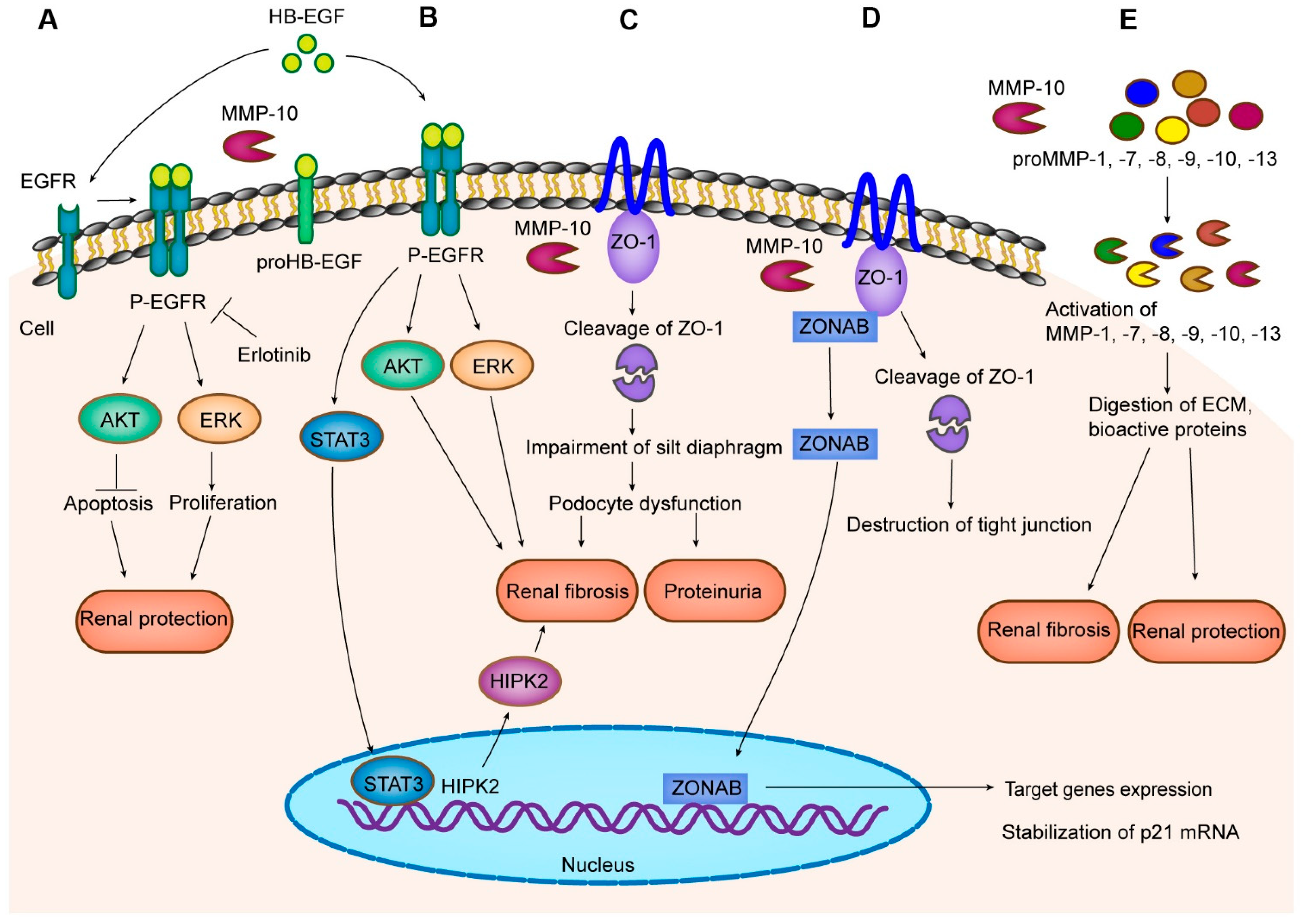 Ijms 23 02131 g002 Ijms 23 02131 g002