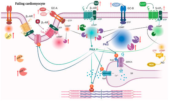 IJMS | Free Full-Text | Phosphodiesterases and Compartmentation of cAMP ...