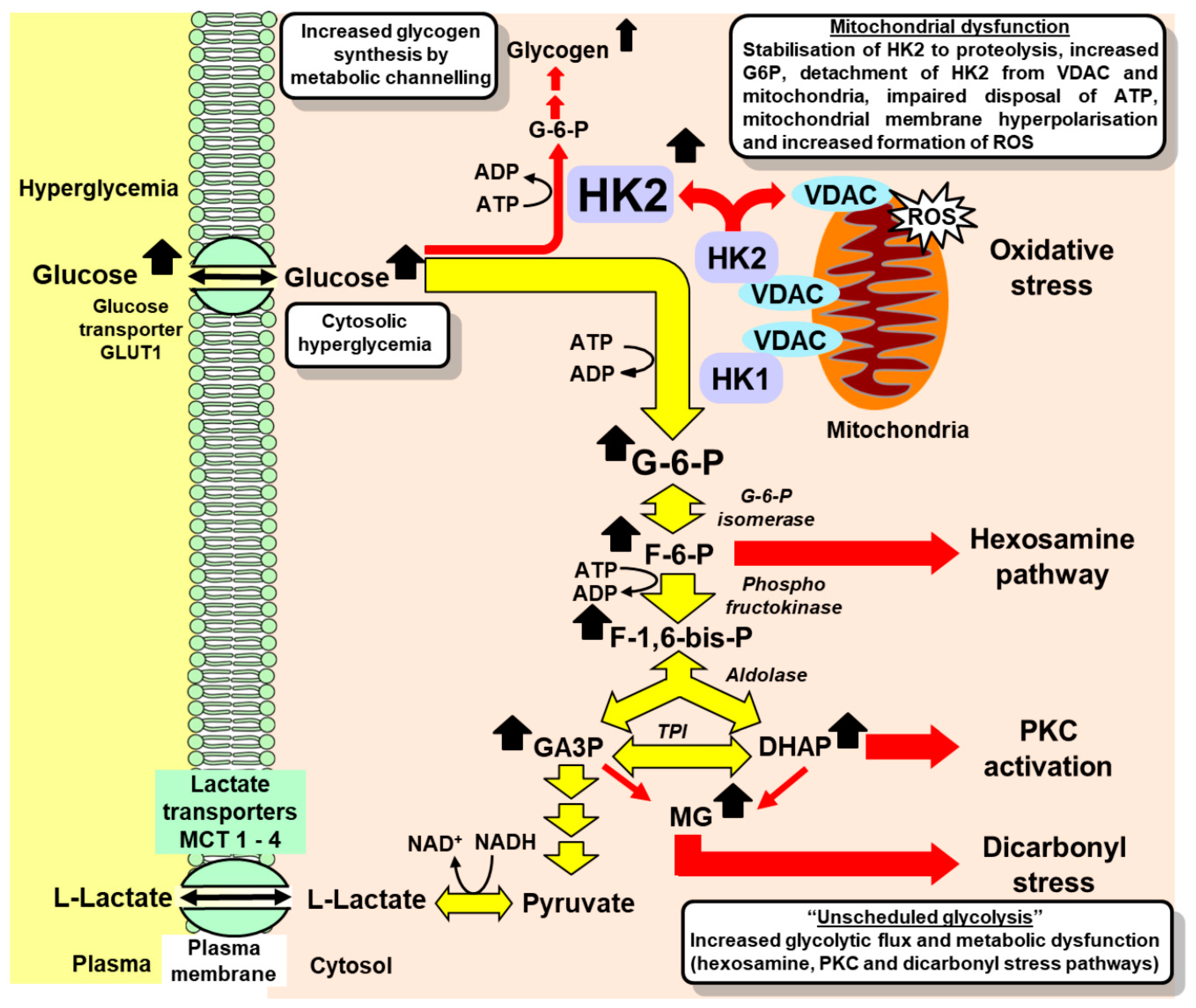 IJMS | Free Full-Text | Hexokinase-2-Linked Glycolytic Overload and  Unscheduled Glycolysis&mdash;Driver of Insulin Resistance and Development  of Vascular Complications of Diabetes | HTML