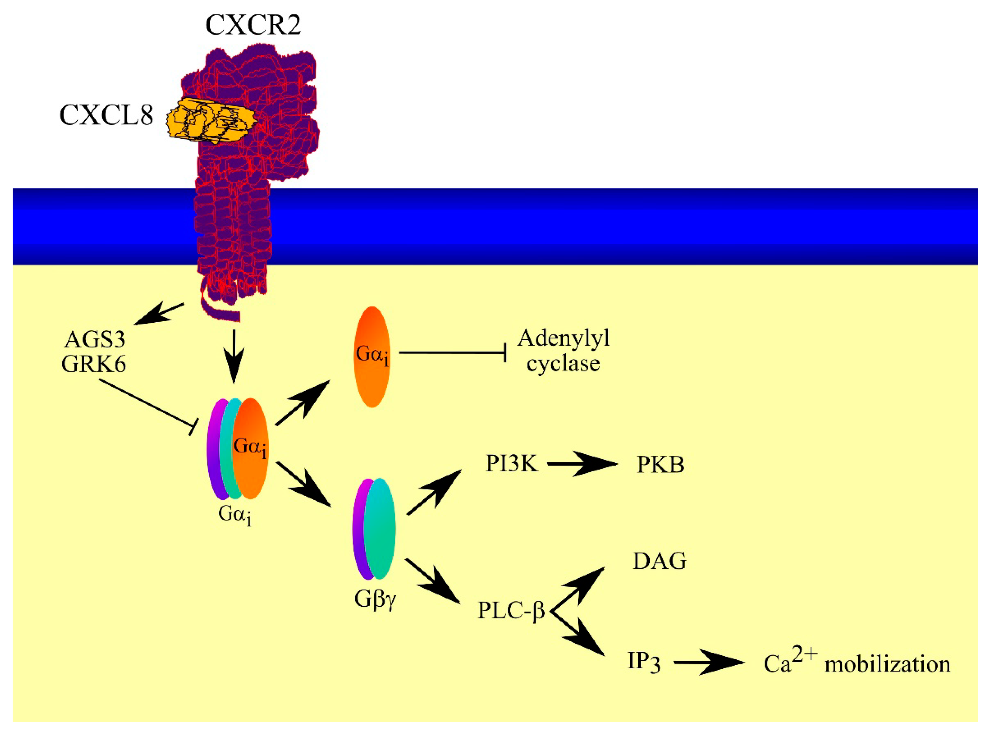 Ijms 23 02168 g002 Ijms 23 02168 g002