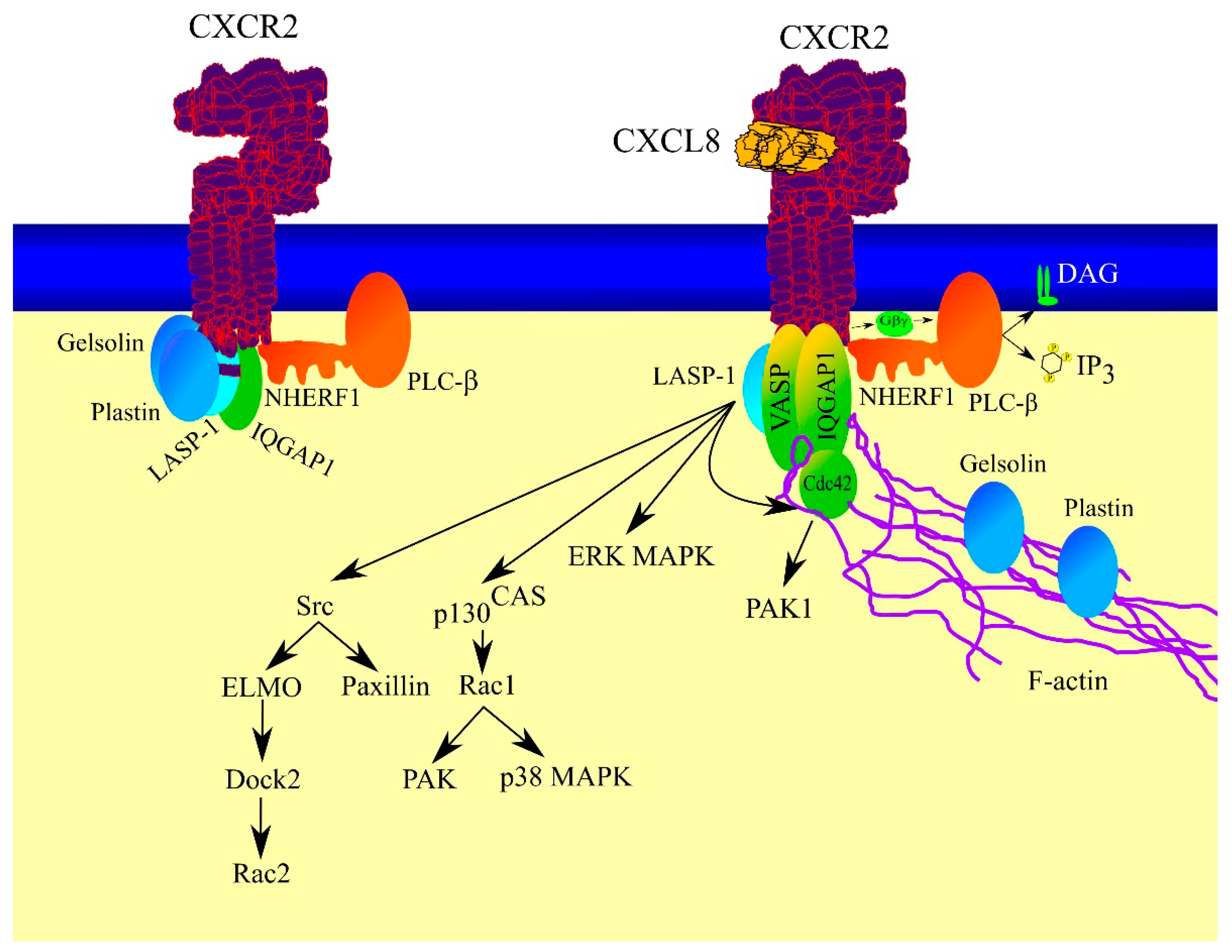 IJMS | Free Full-Text | CXCR2 Receptor: Regulation Of Expression ...