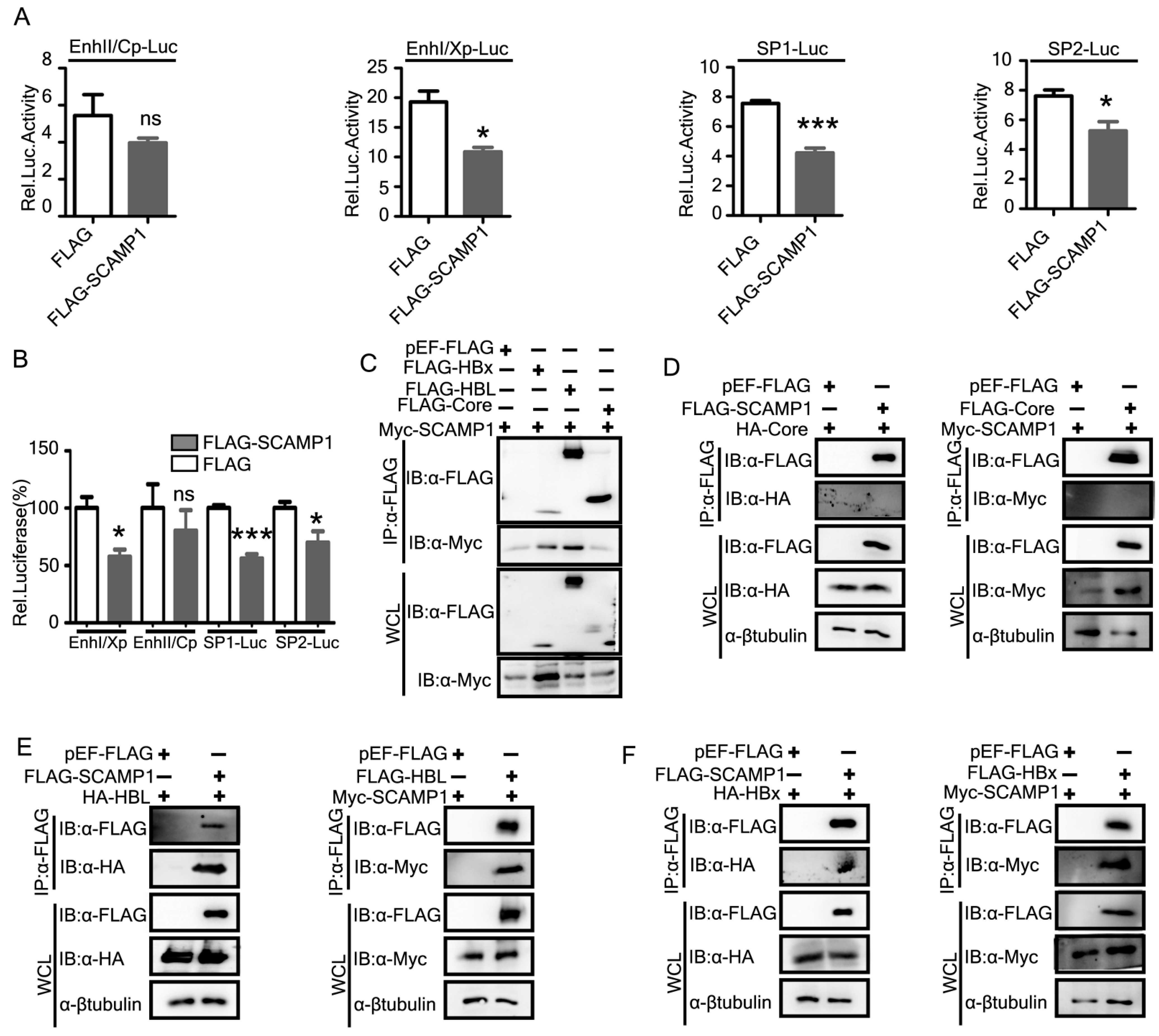 Ijms 23 02211 g008 Ijms 23 02211 g008