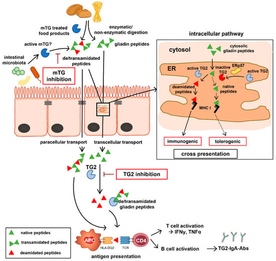 IJMS | Free Full-Text | Tissue Transglutaminase but Not Microbial ...