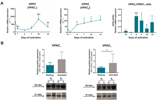 Rora is expressed in activated T cells in vivo, with mainly