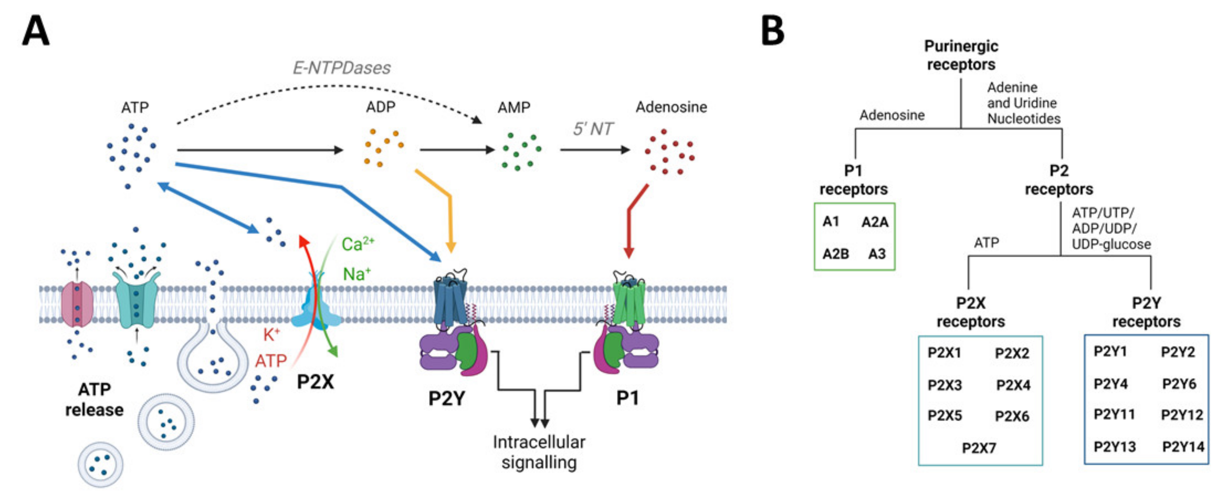 Ijms 23 02380 g002 Ijms 23 02380 g002