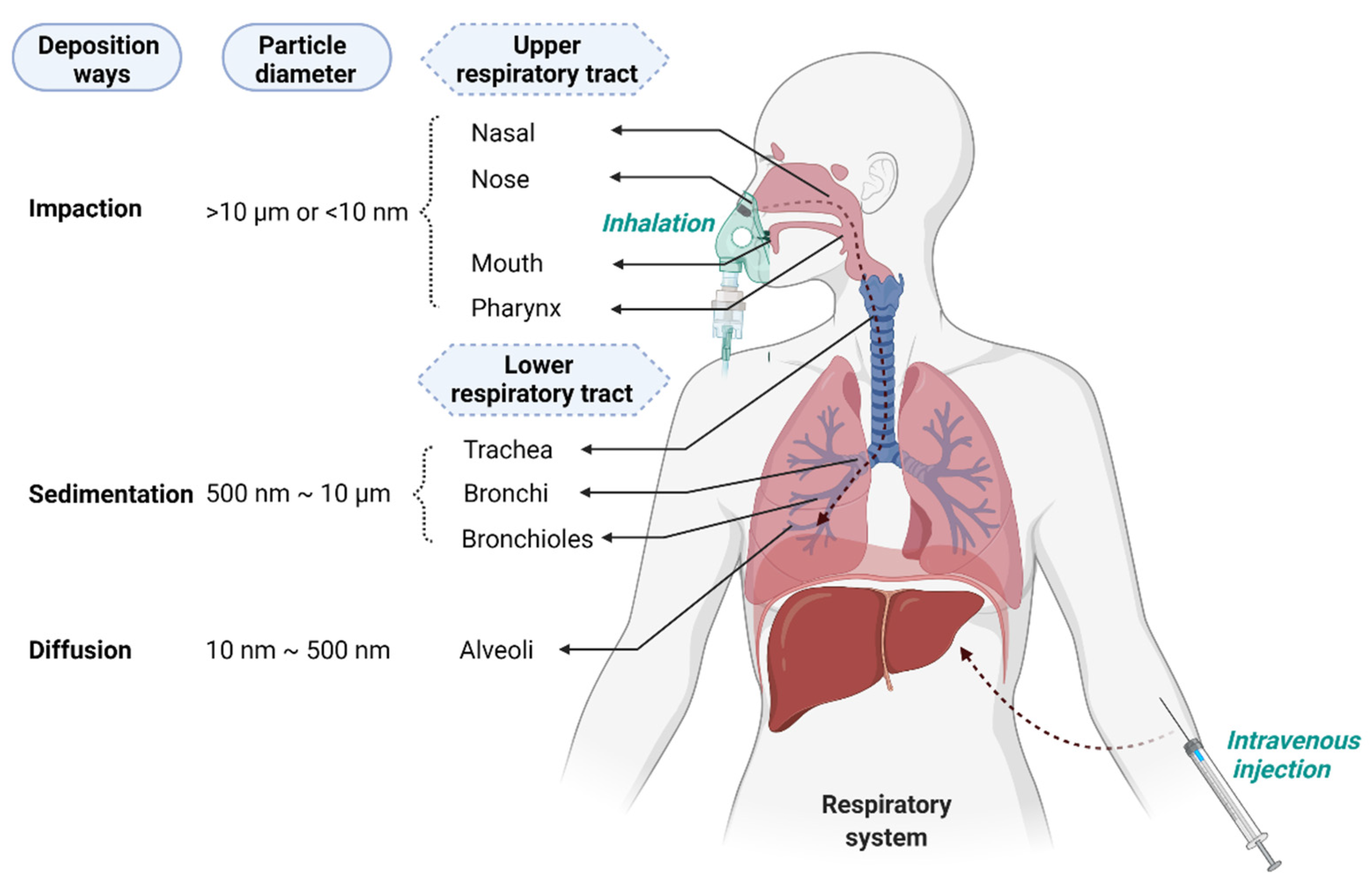 IJMS | Free Full-Text | Nanoparticle Delivery Platforms for RNAi  Therapeutics Targeting COVID-19 Disease in the Respiratory Tract | HTML