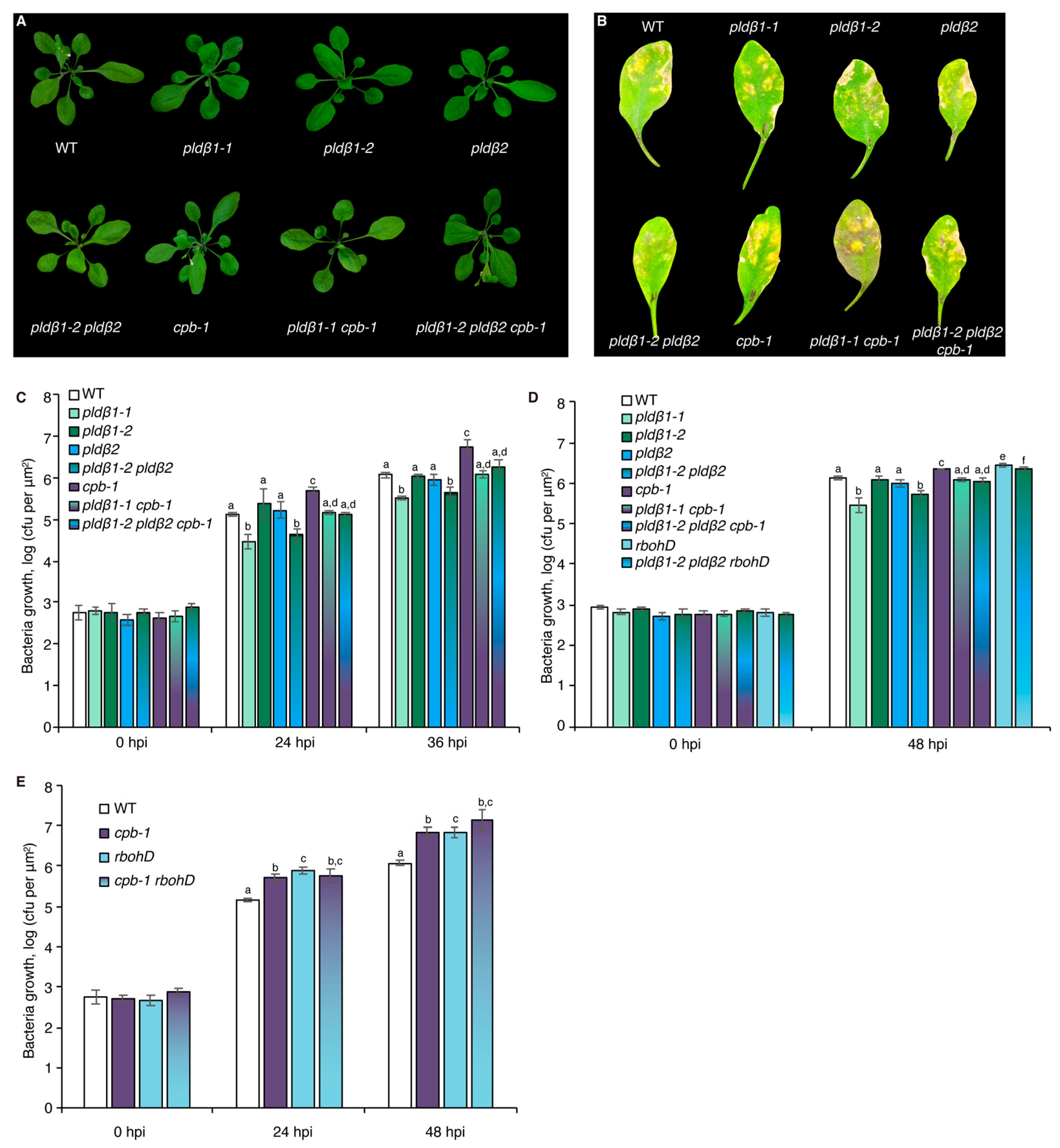 Ijms 23 02447 g002 Ijms 23 02447 g002