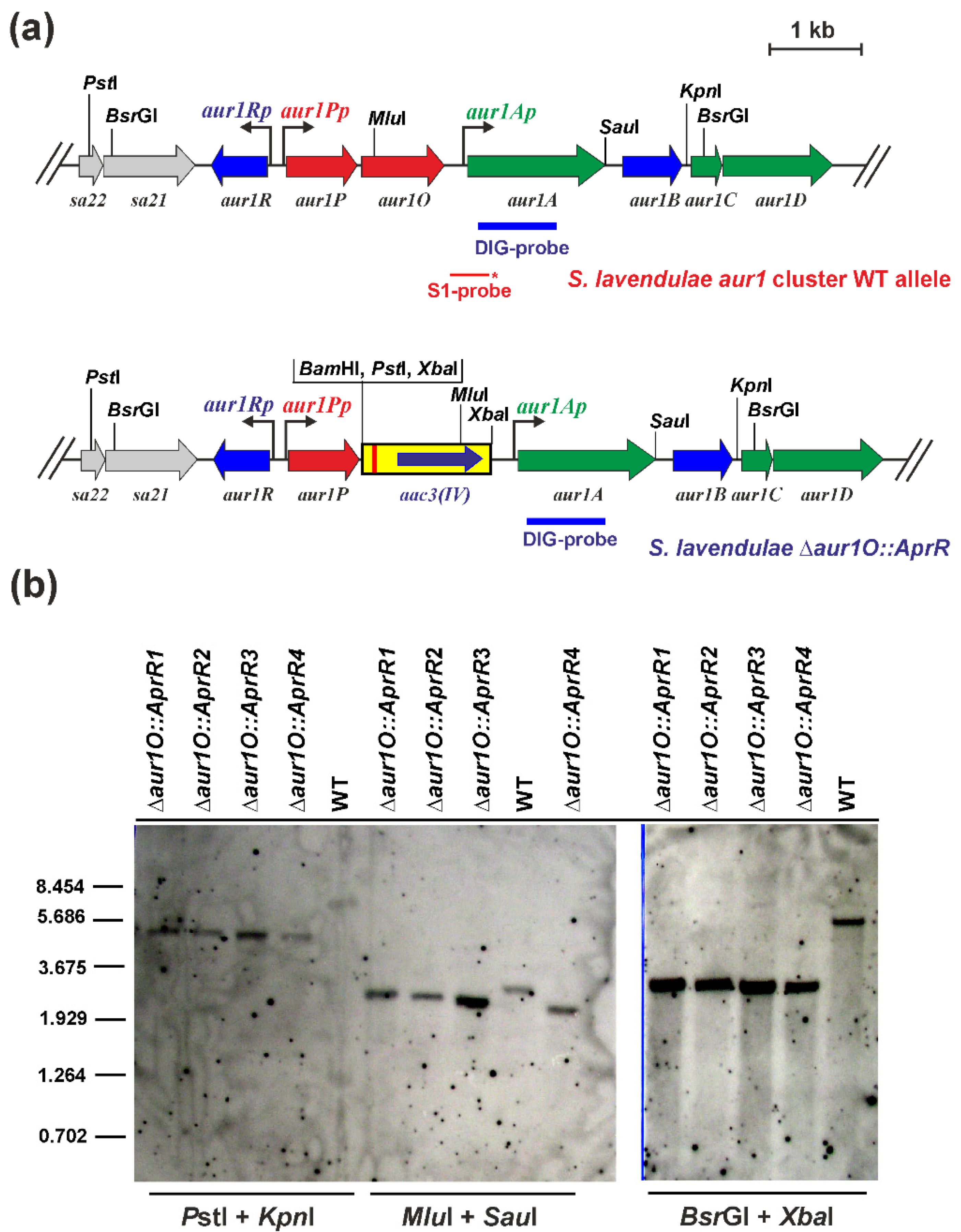 Ijms 23 02455 g002 Ijms 23 02455 g002