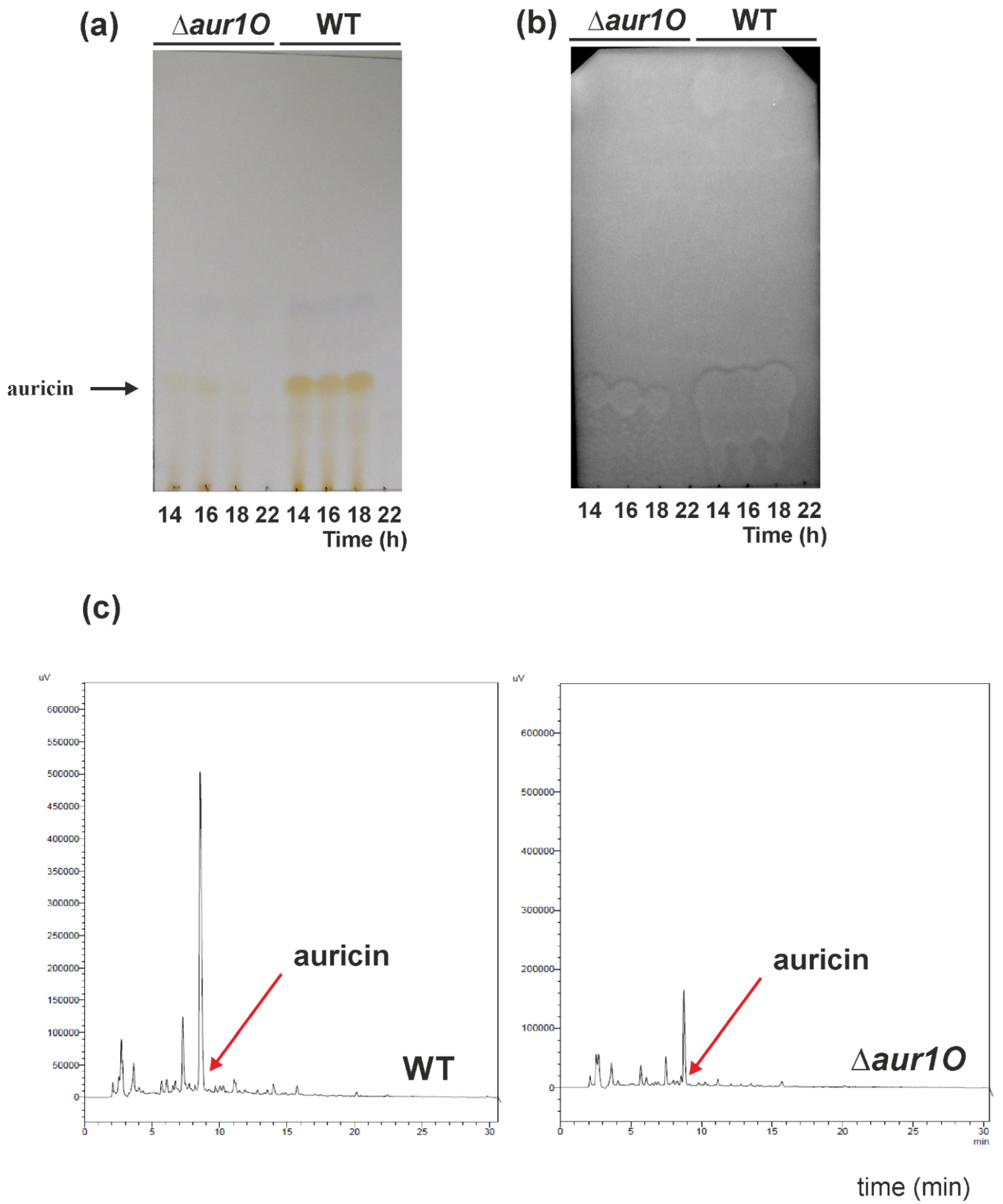 Ijms 23 02455 g003 Ijms 23 02455 g003