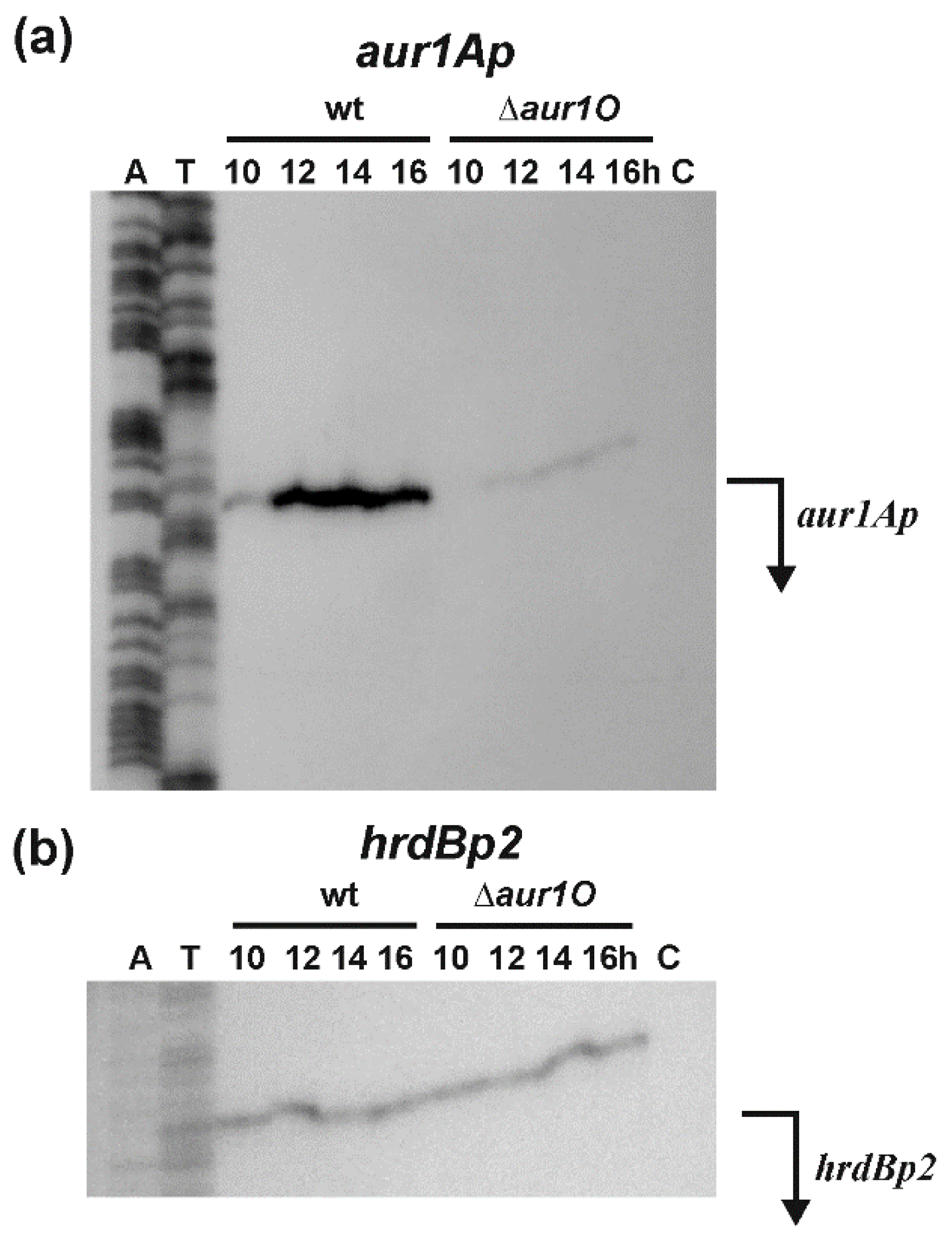 Ijms 23 02455 g004 Ijms 23 02455 g004