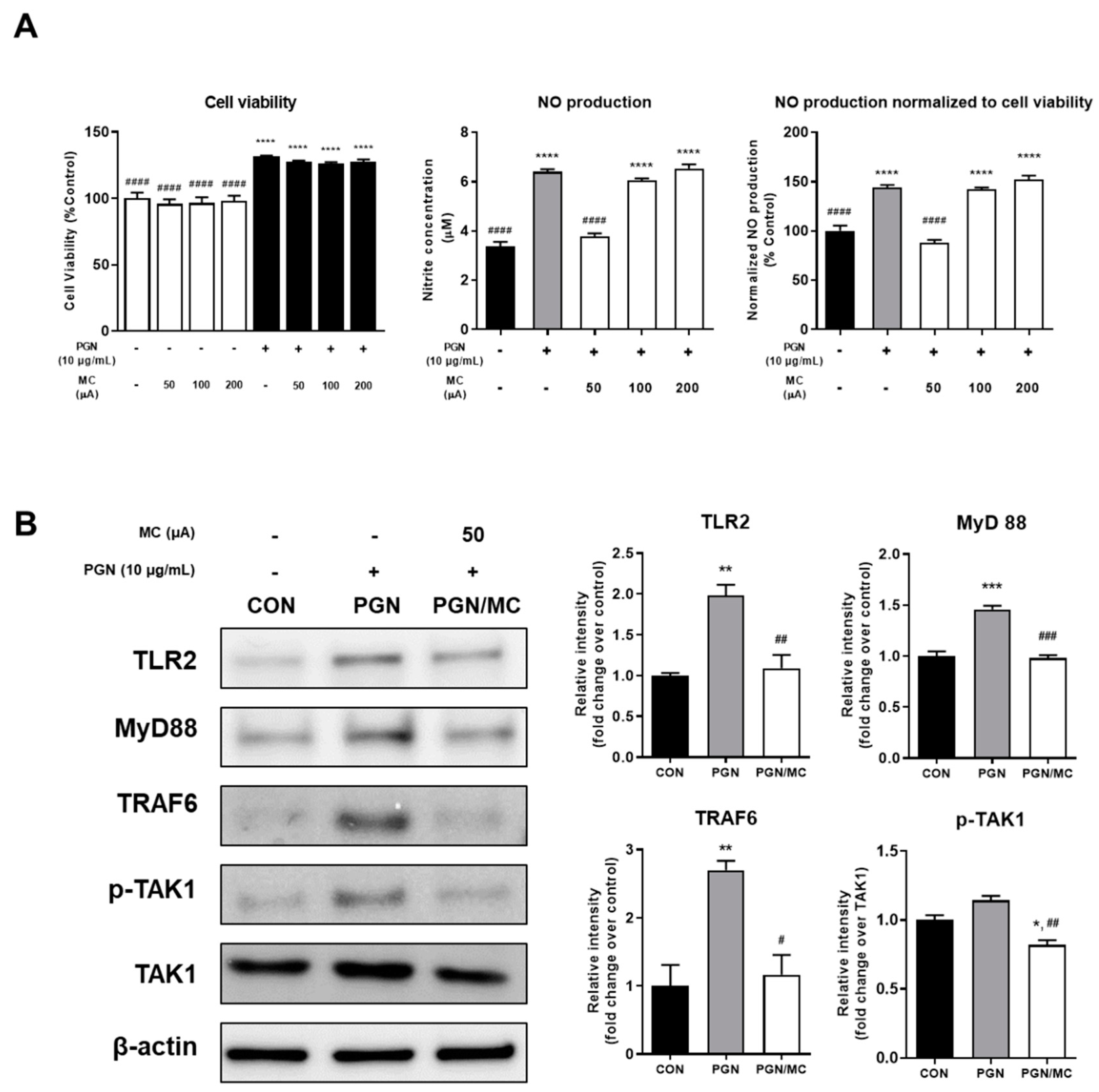 A) Bj protein-dependent TNF-α release. RAW 264.7 cells, in a 24-well