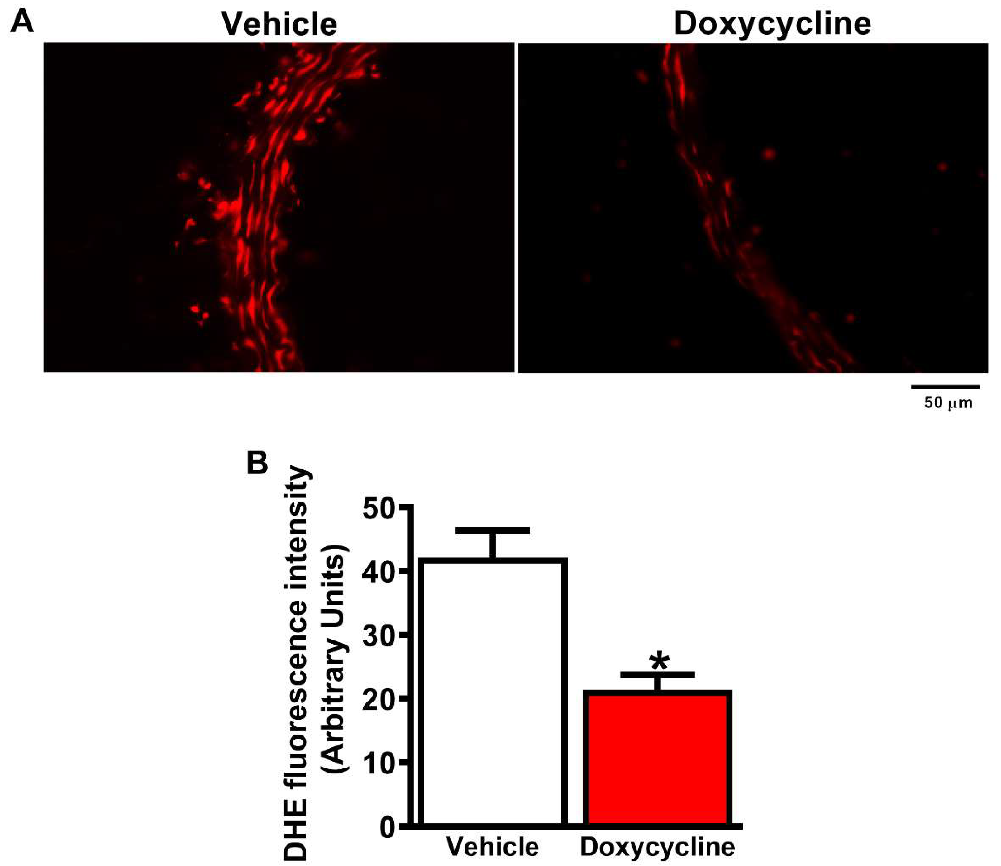Ijms 23 02532 g004 Ijms 23 02532 g004