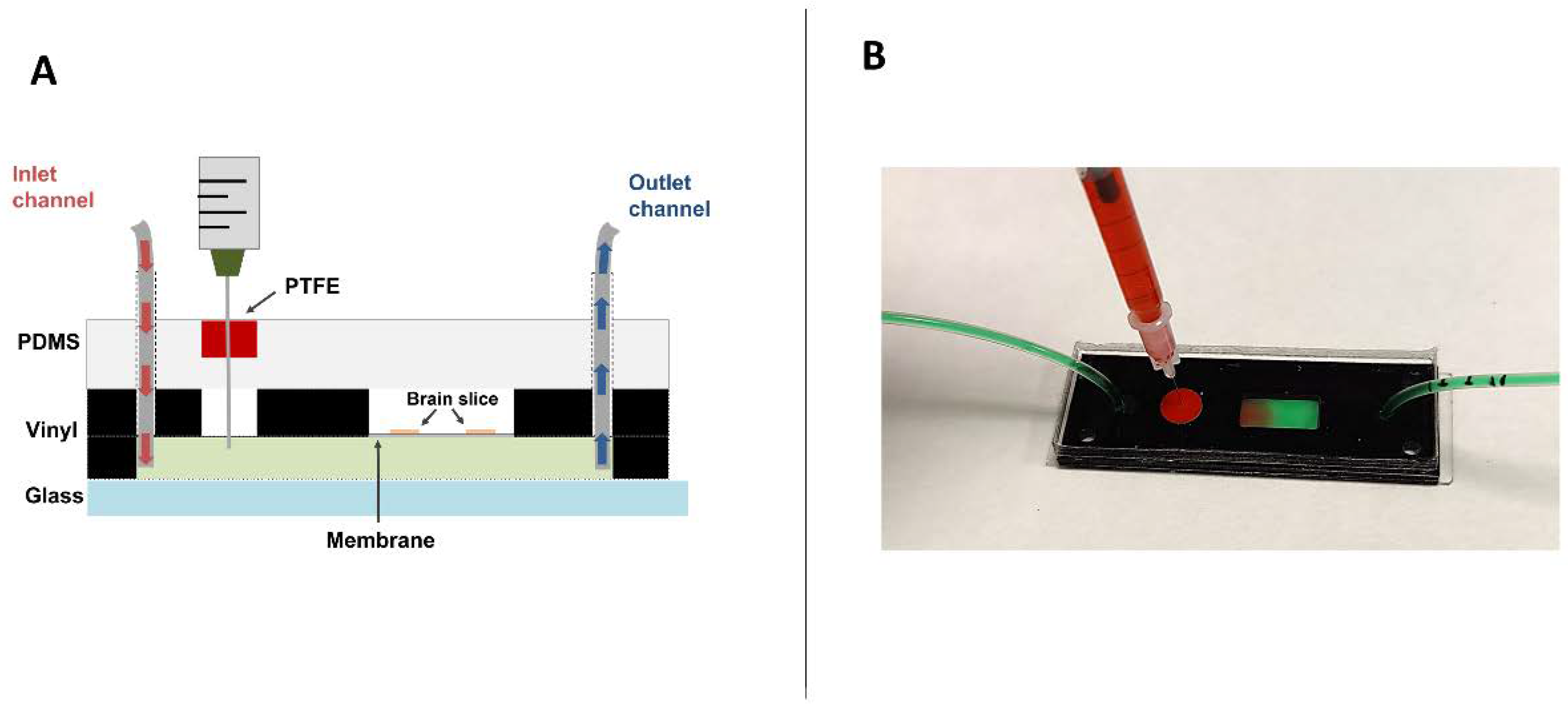 Ijms 23 02549 g002 Ijms 23 02549 g002