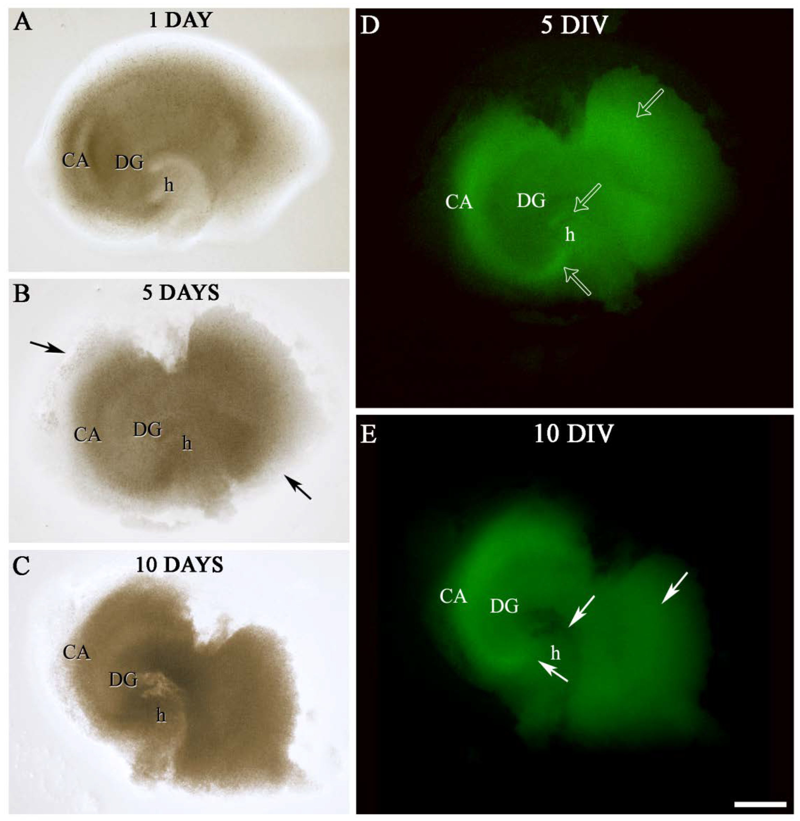 Ijms 23 02549 g005 Ijms 23 02549 g005