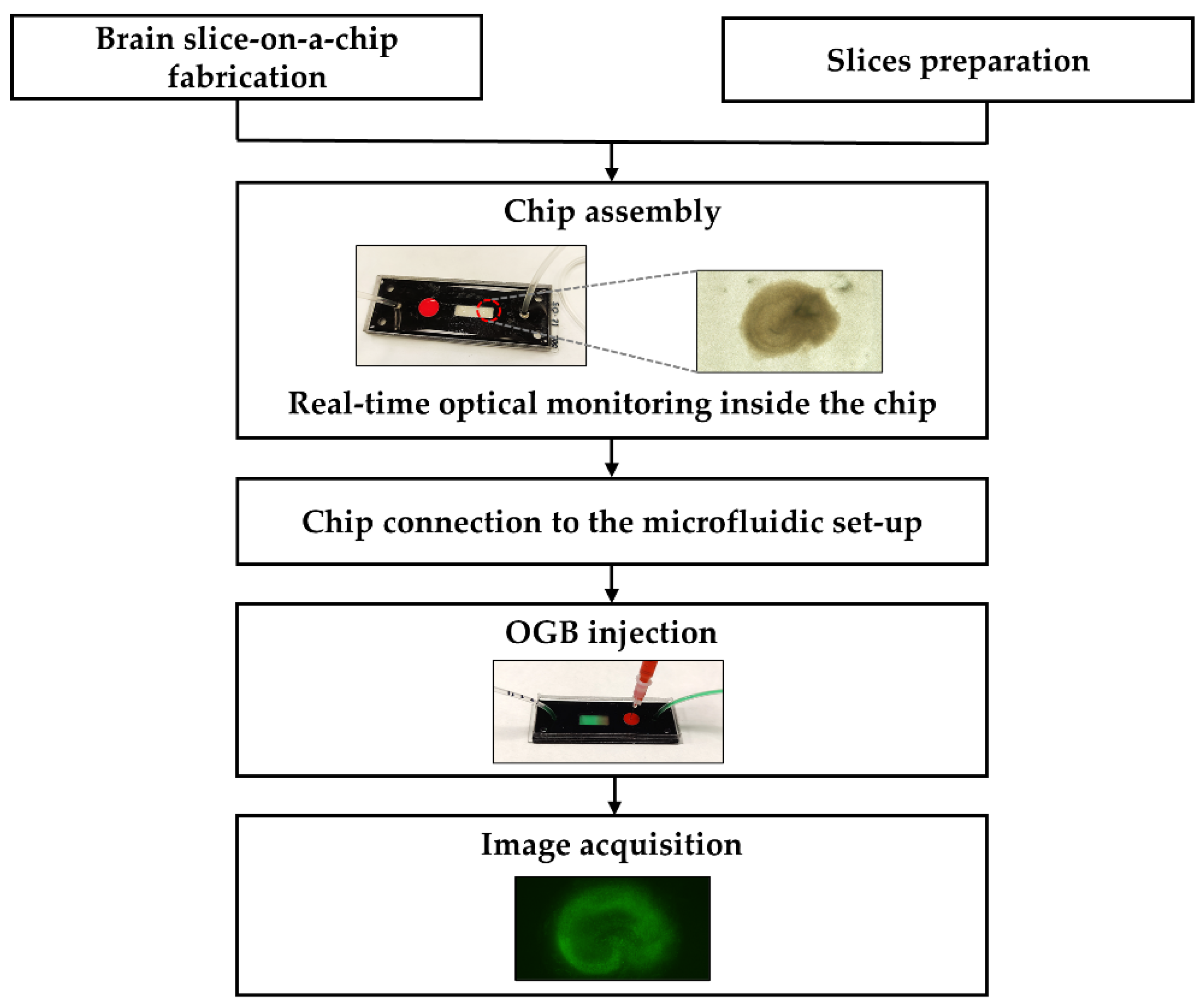 Ijms 23 02549 g006 Ijms 23 02549 g006