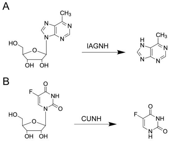 Structure−Activity Relationship of Purine Ribonucleosides for