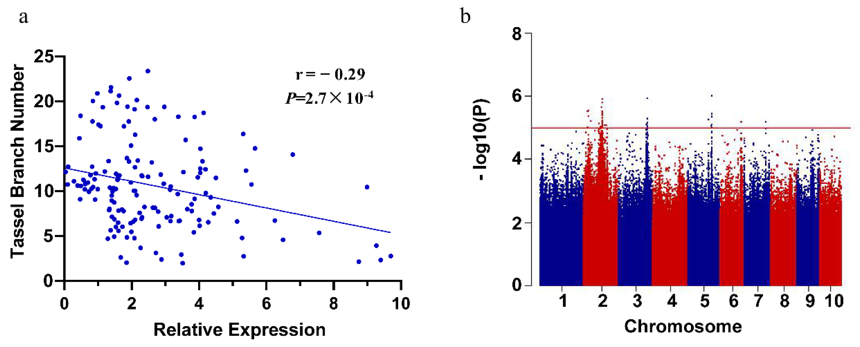 Ijms Free Full Text Genetic Variation In Zmpat7 Contributes To Tassel Branch Number In Maize Html