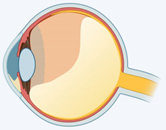 Ijms 23 02591 i001 Ijms 23 02591 i001